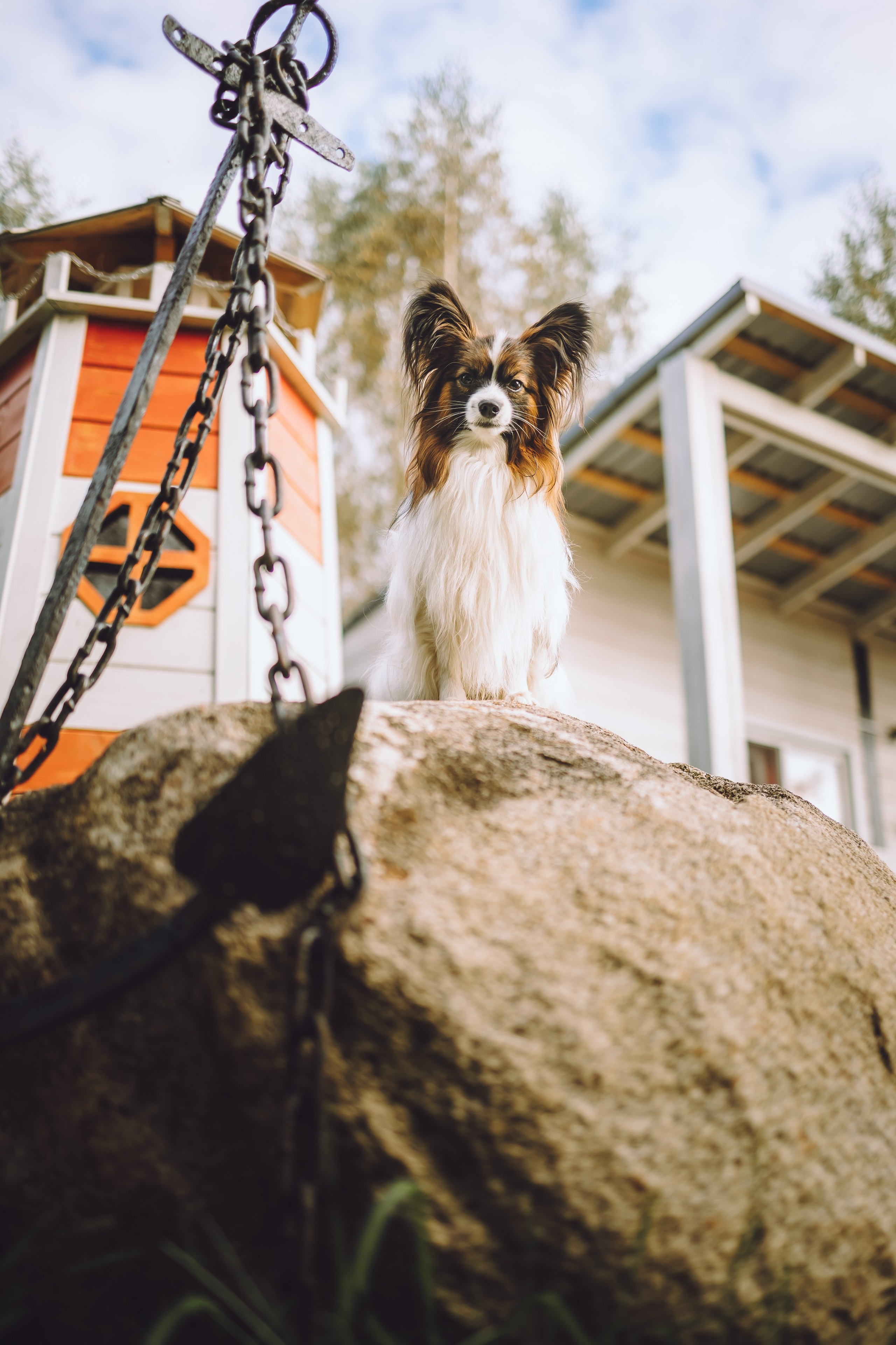 Выездной дог-тренинг от школы «Шерсть имею», Тованово