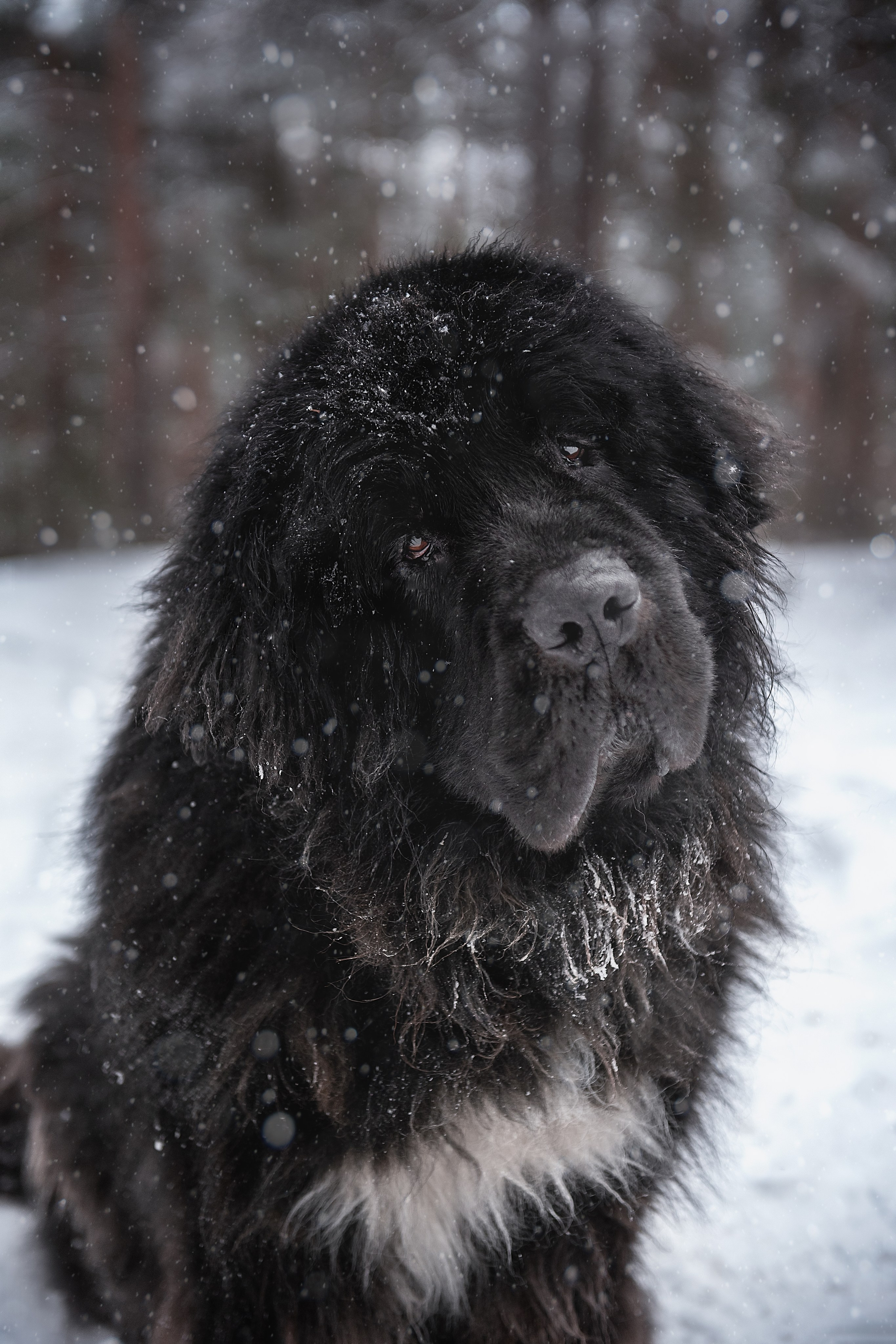 Собаки. Мотофотограф в Нижнем Новгороде Динара Зуйкова