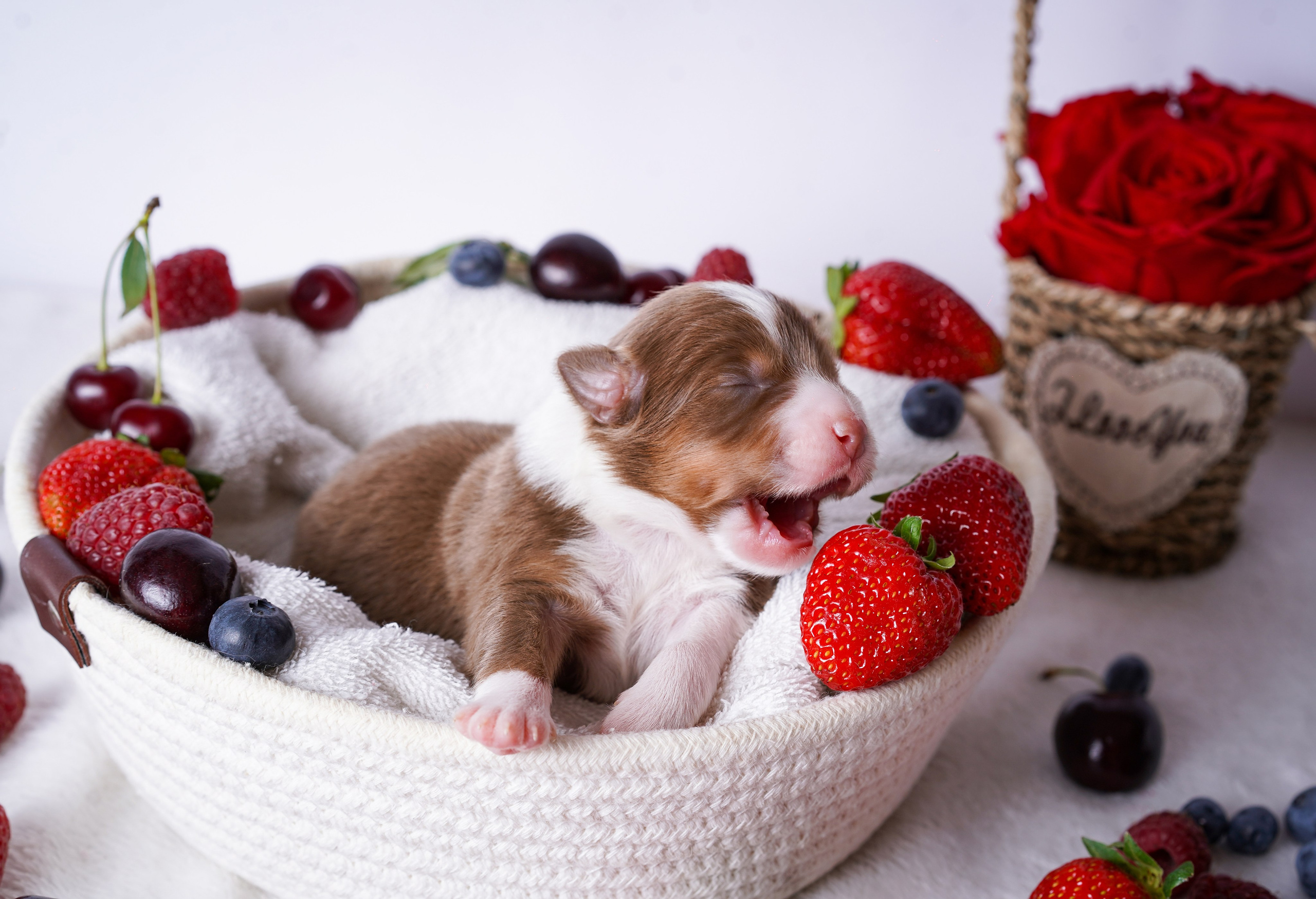 Щенки аусси. Фотограф-анималист в Санкт-Петербурге Яна Мартынова