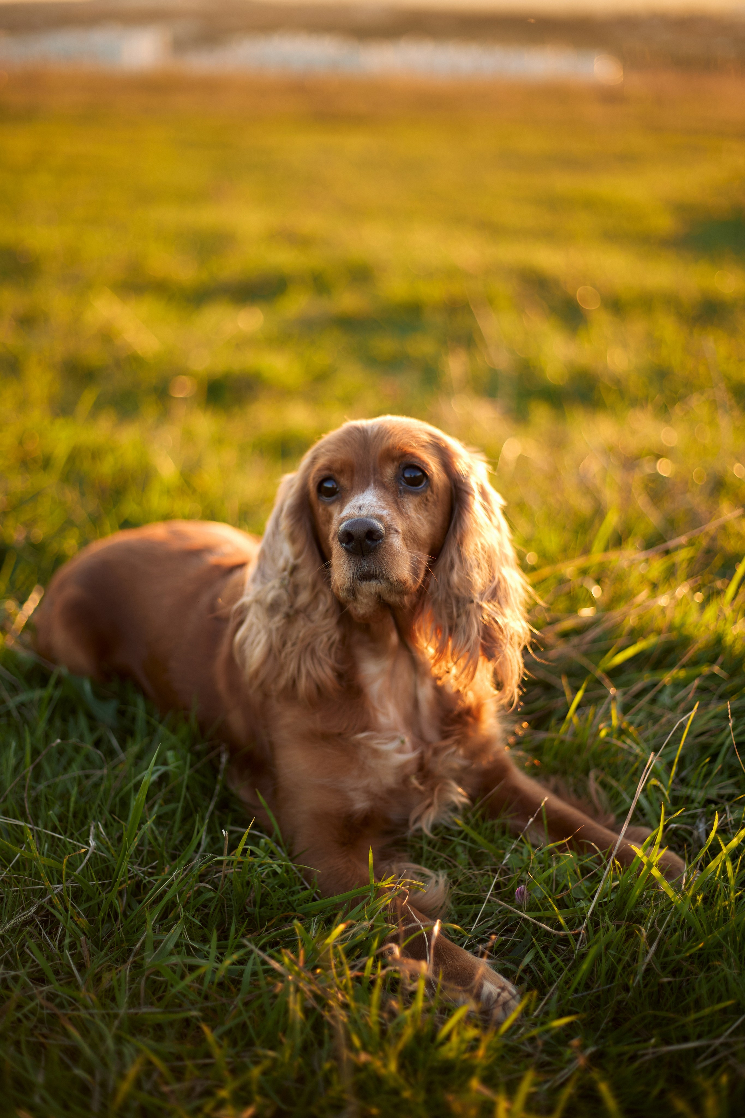 Даша. Свадебный и семейный фотограф