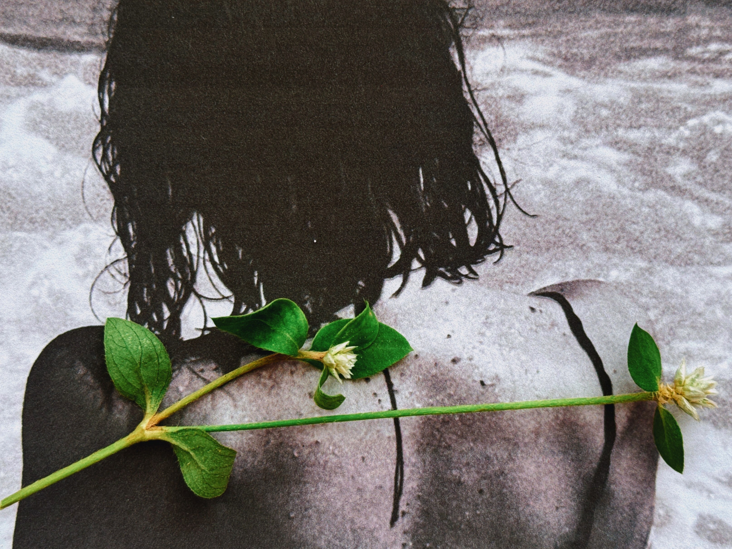 Виолетта Скрипка