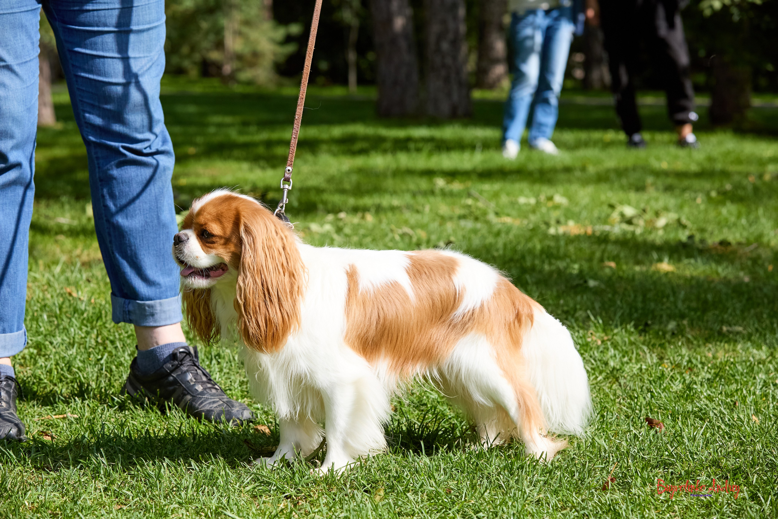 Фотопрогулка с кавалерами. Buyvolenko Andrey