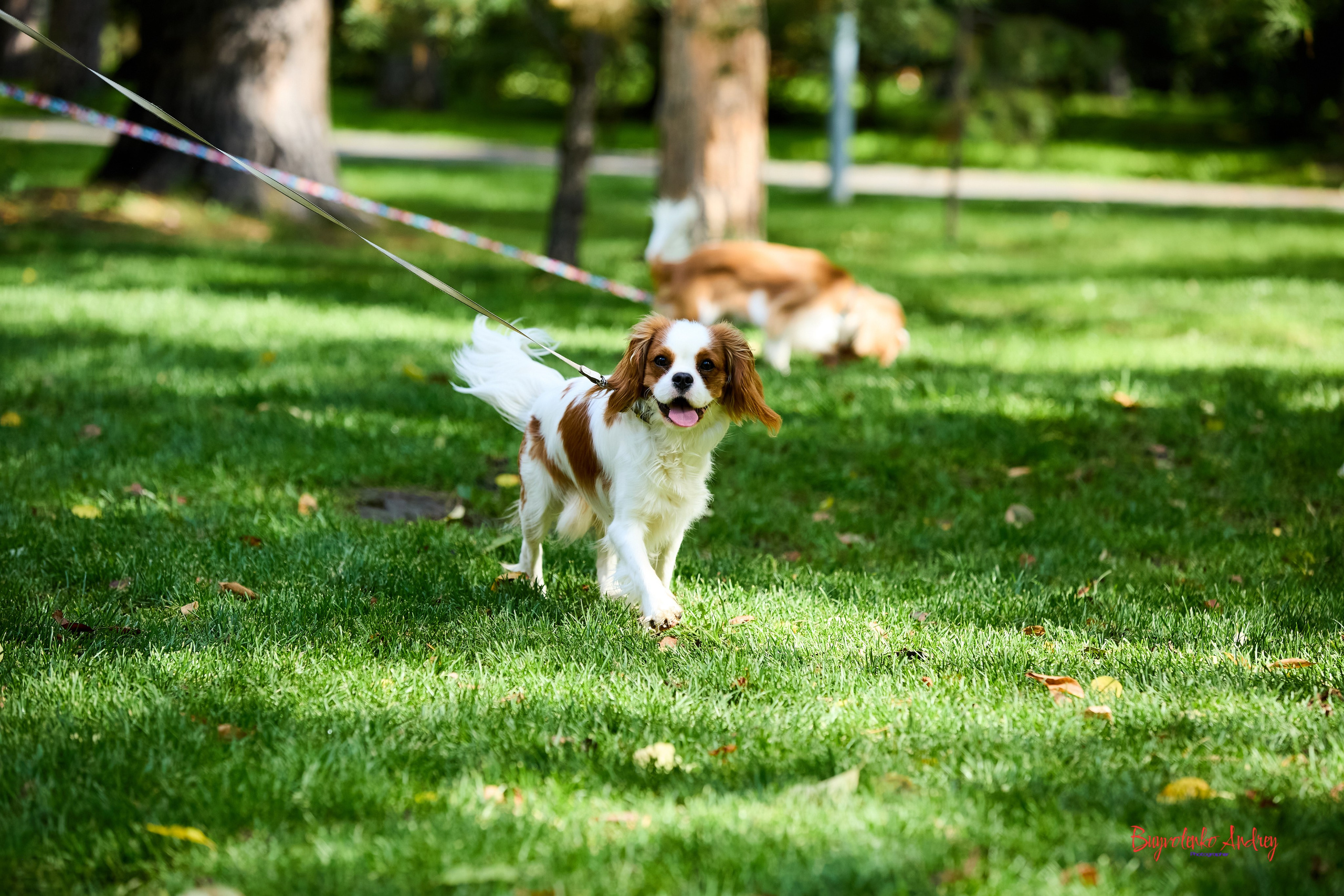 Фотопрогулка с кавалерами. Buyvolenko Andrey