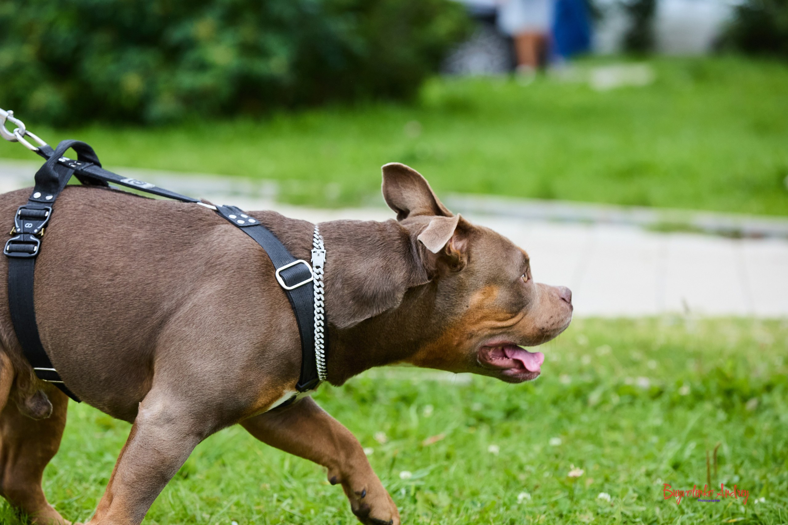 Проект фотопрогулка с хвостиком. Buyvolenko Andrey