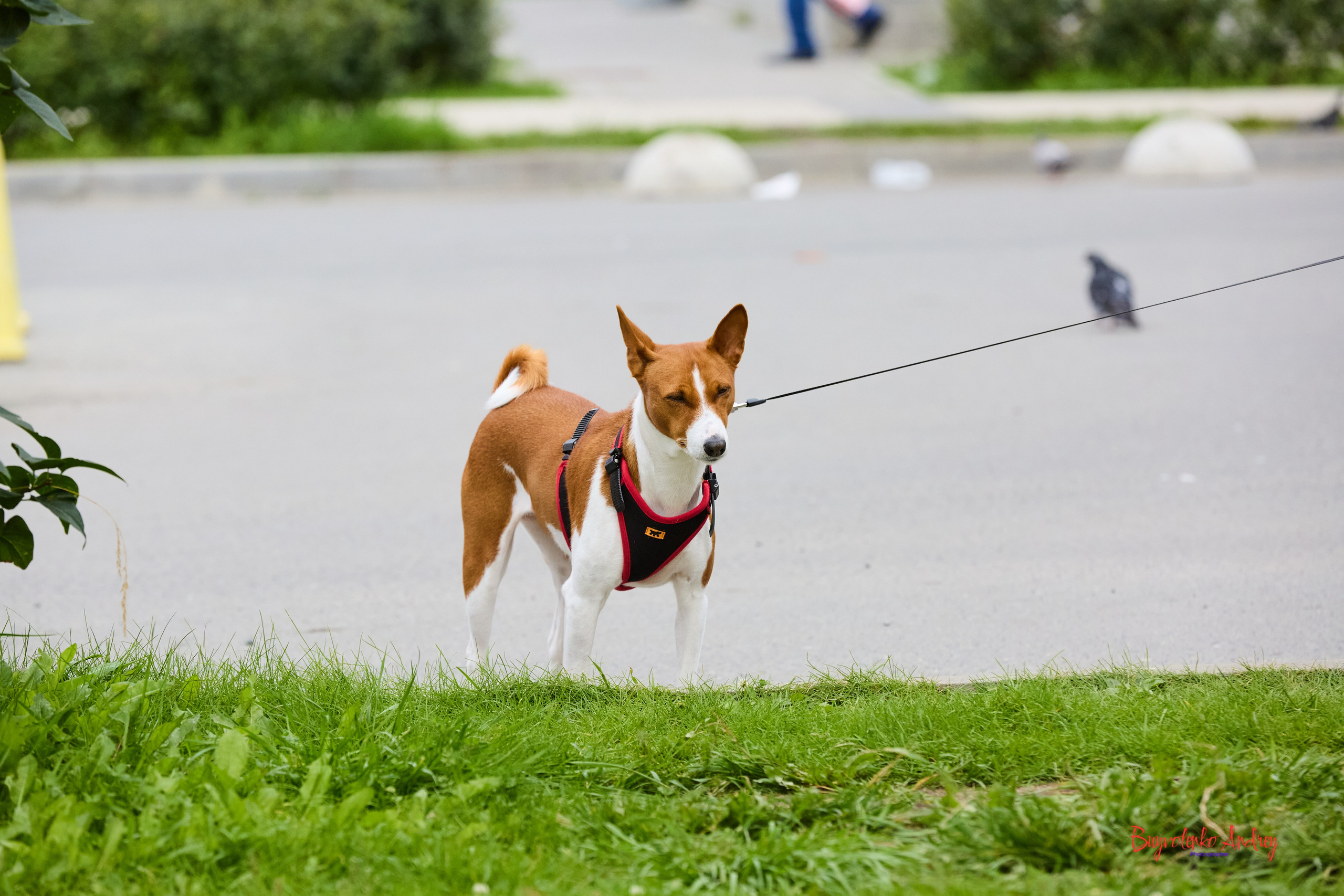 Проект фотопрогулка с хвостиком. Buyvolenko Andrey