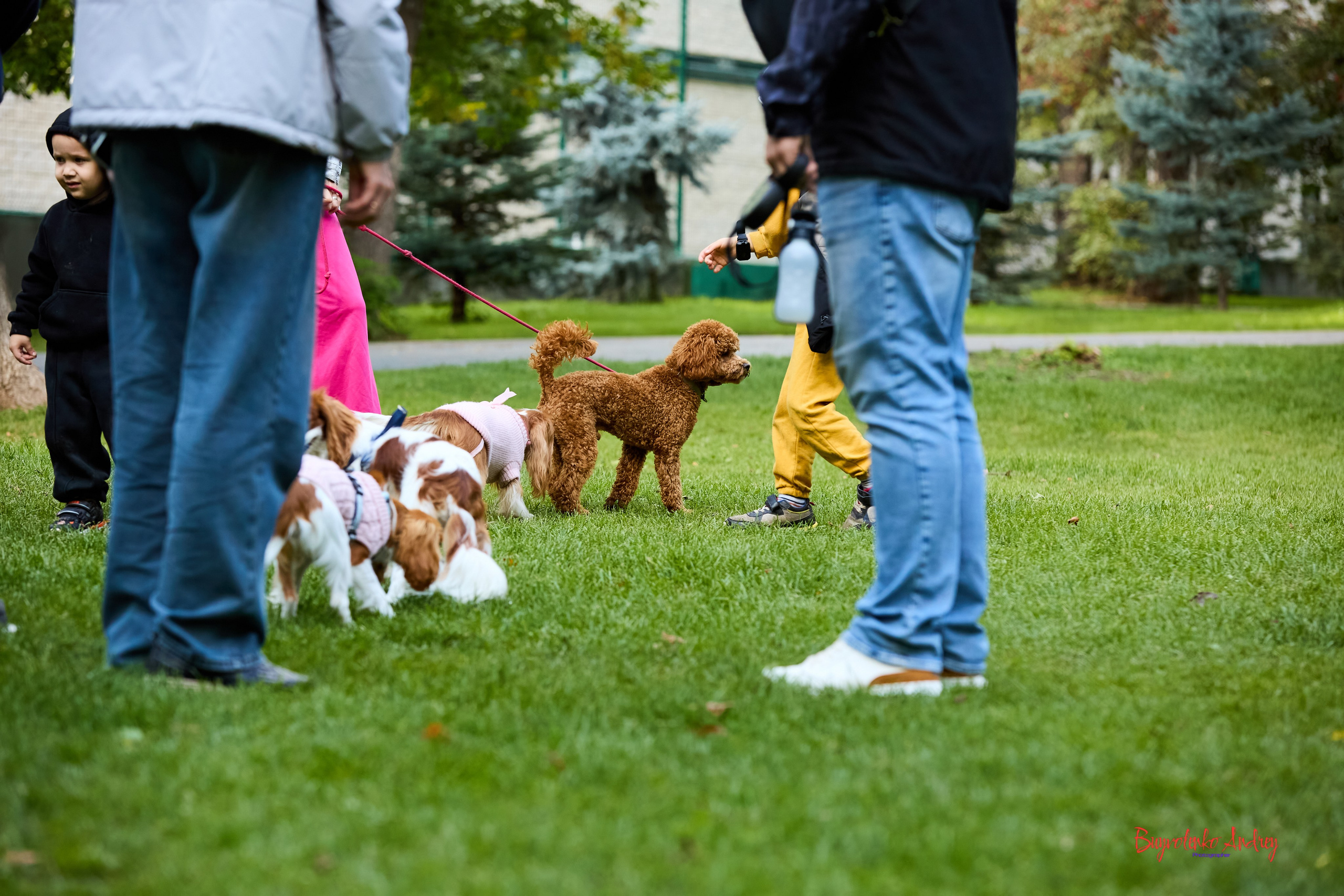 Фотопрогулка с кавалерами. Buyvolenko Andrey