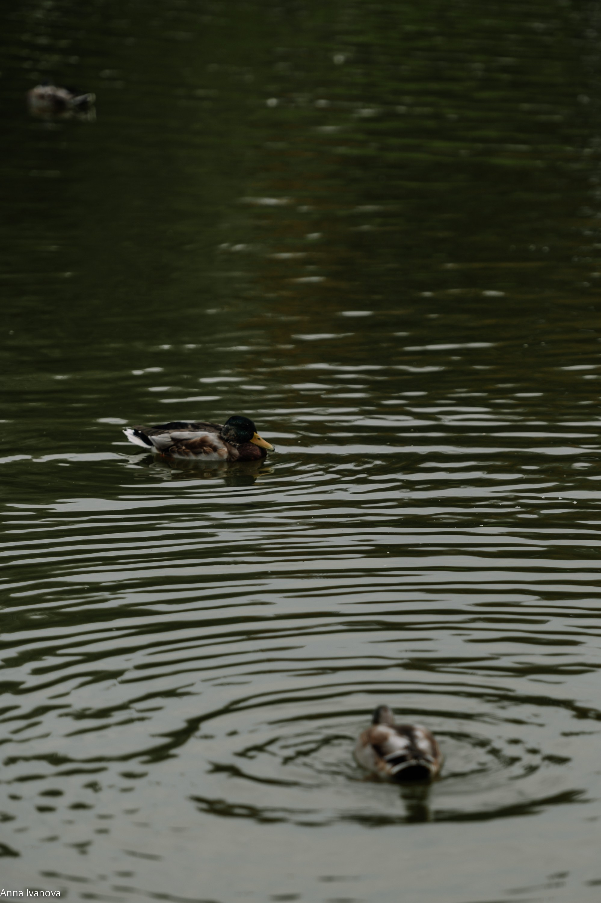 Свадебная фотосессия. Анна Иванова Свадебный Фотограф Чебоксары