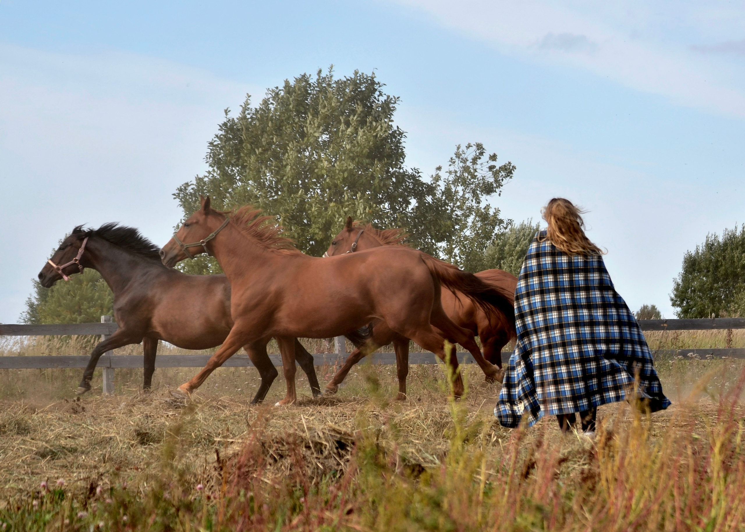 Лошади. Фотограф анималист
