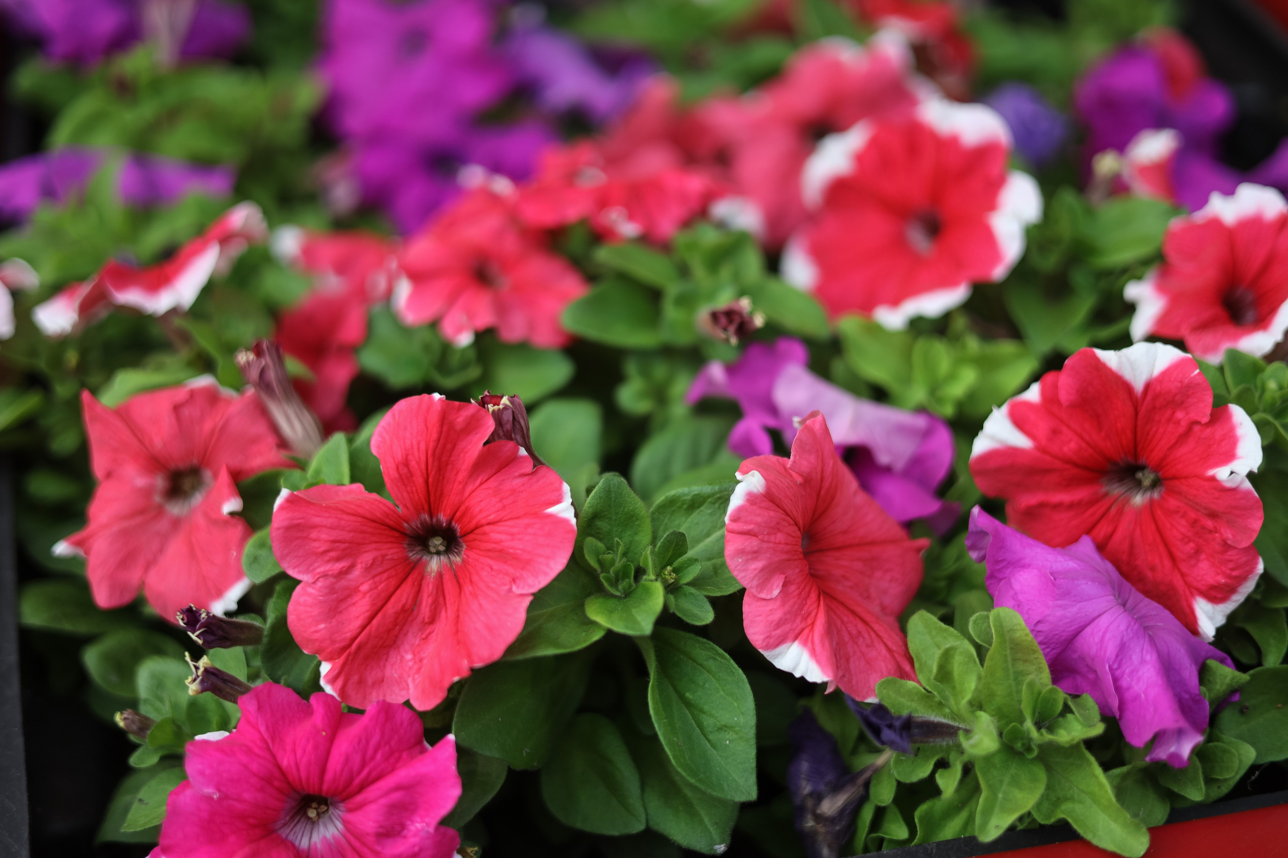 Выпускной в «Малибу». Свадебный и репортажный фотограф (Москва, Королев и другие)