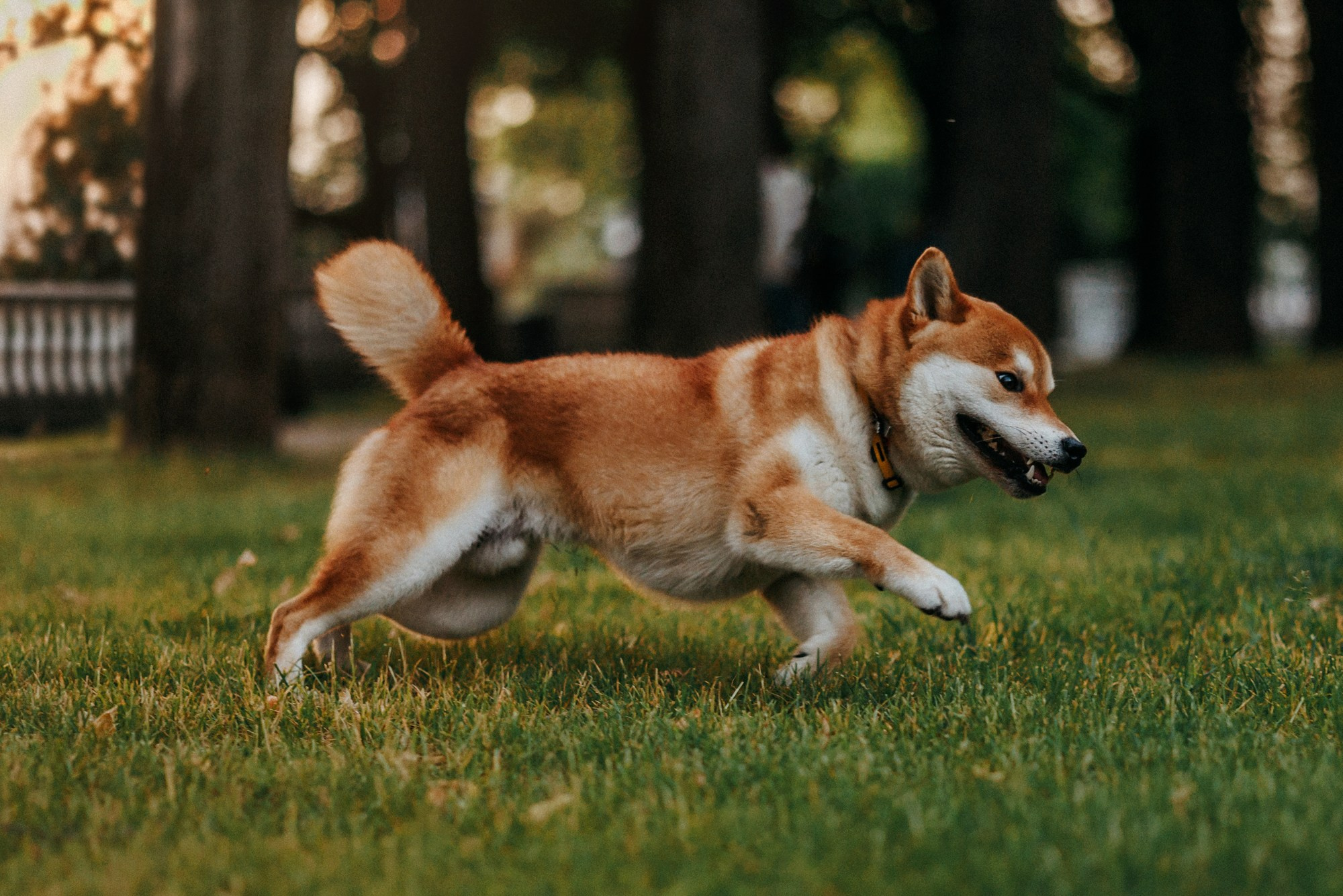 Аня, Влад и Ики. Фотограф-анималист Елена Радченко, Москва