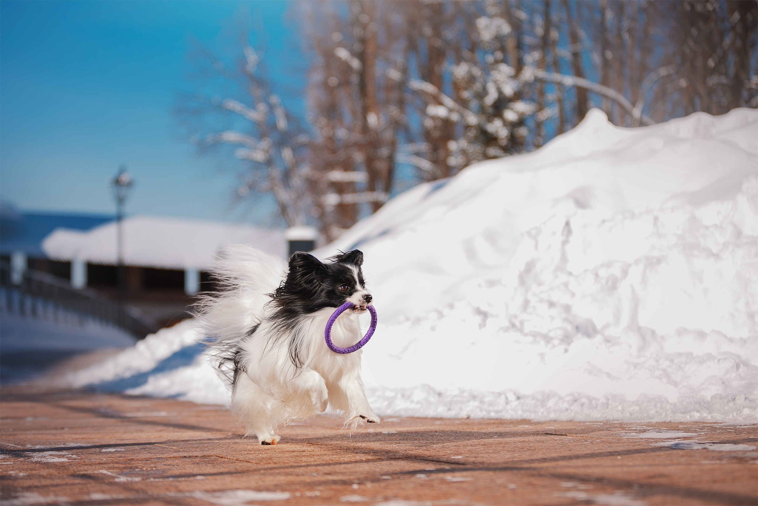 Папийон Тони. Фотограф анималист Кузнецова Анна Нижний Новгород