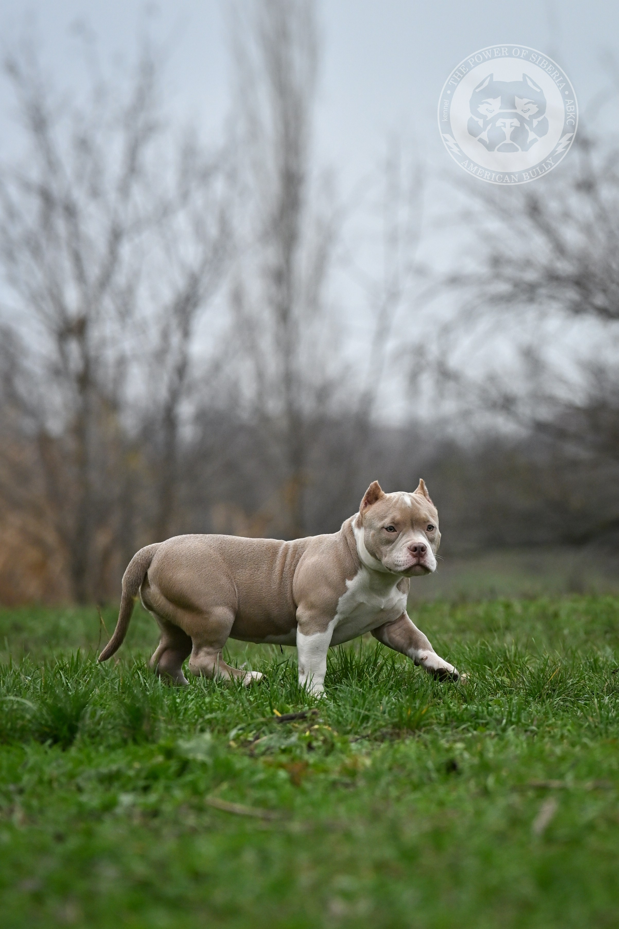 NIRVANA KENNEL LEONA — TPOS. Американский Булли в г. Ростов-на-Дону. Питомник THE POWER OF SIBERIA
