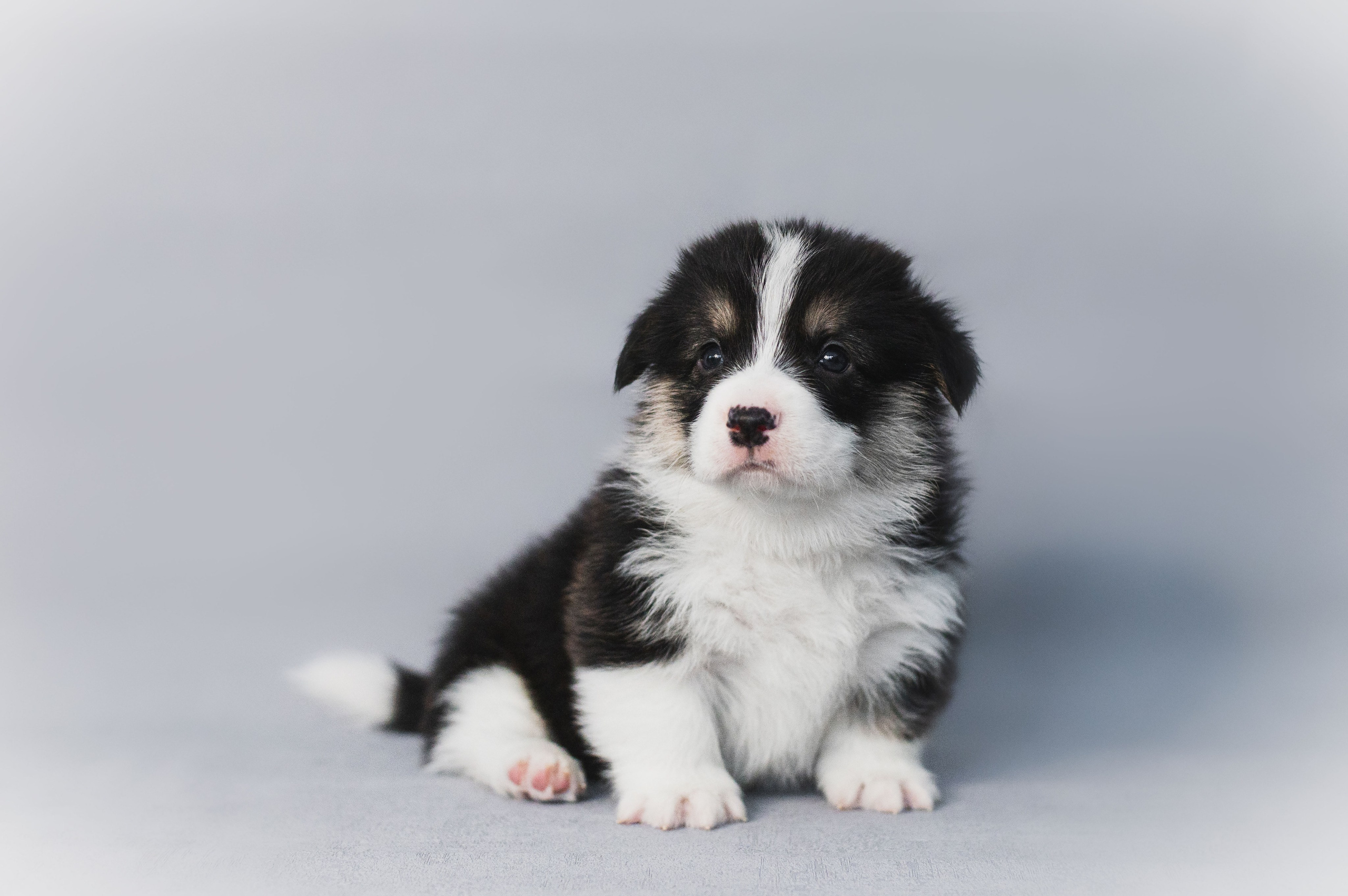 Вельш-корги пемброк. Анна Пушина, фотограф, Москва, Королев, Пушкино