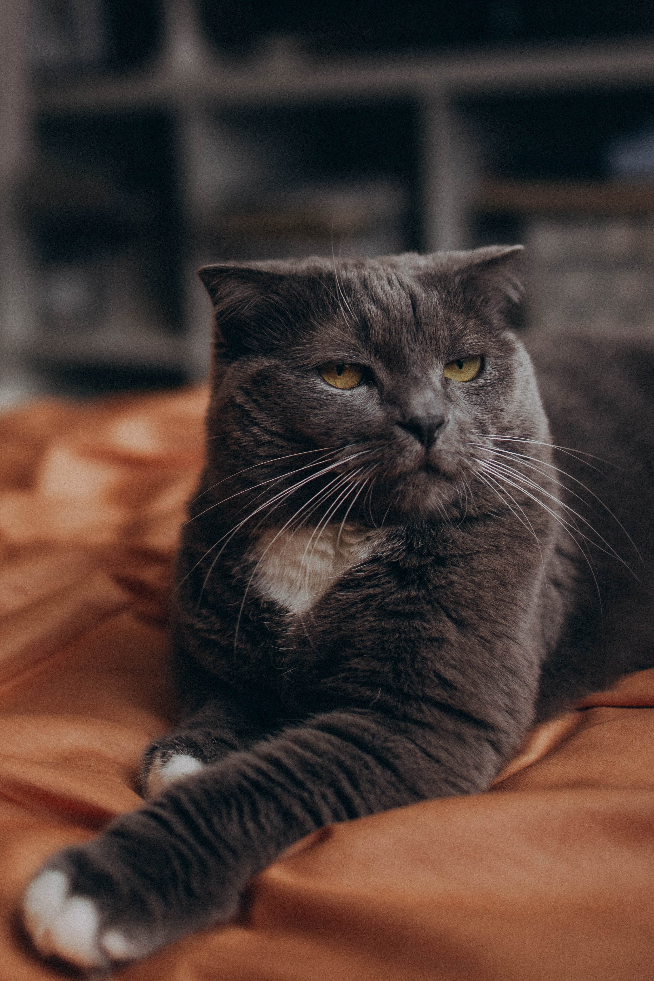 Саша Аня и Василиса. Фотограф lifestylе в Москве Пшеничная Анастасия