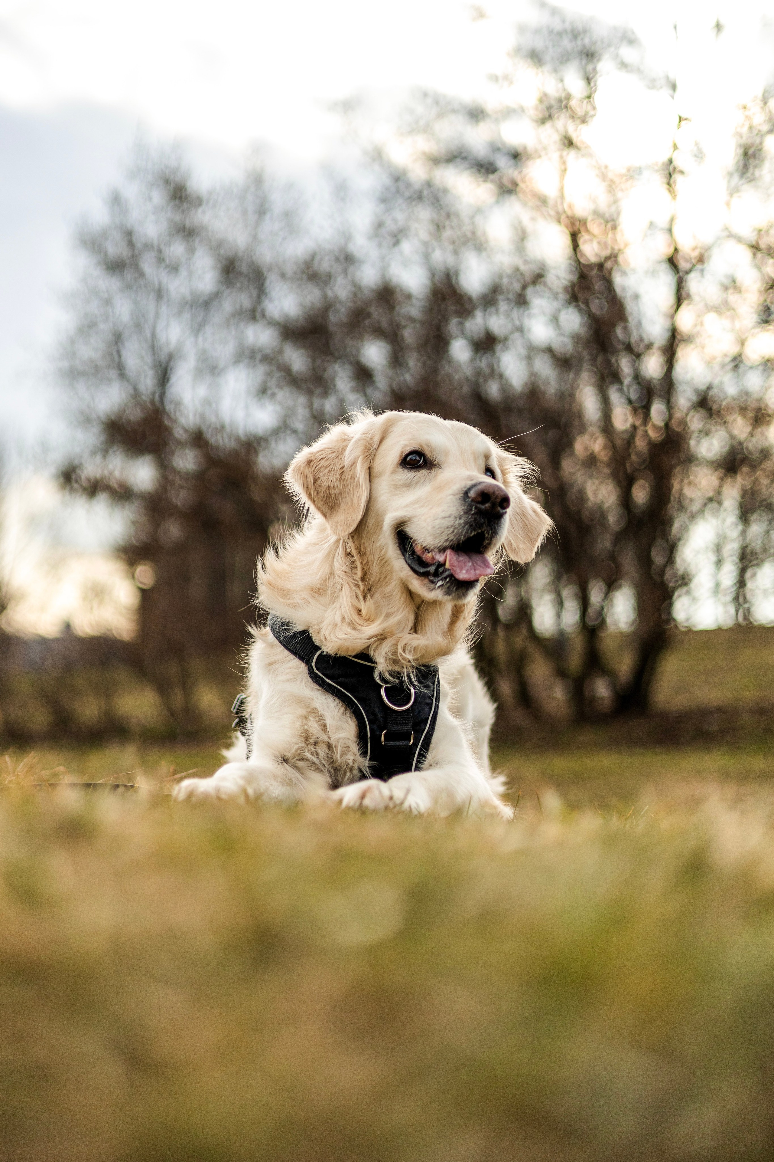 Зиз и Юля. Часть 1. Фотограф-анималист Ксения Шевцова|Москва