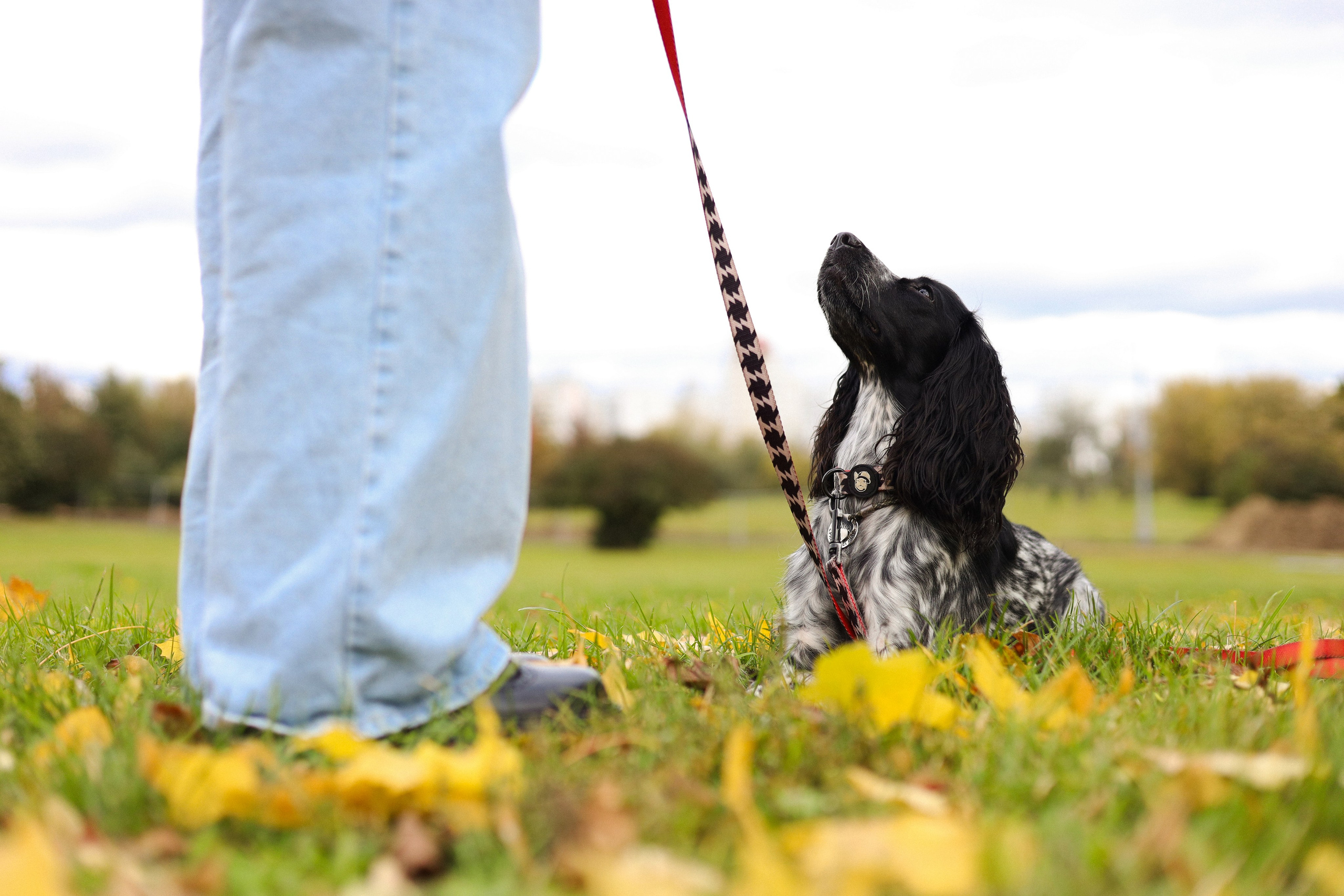 Милка, Вероника и Тимофей. Фотограф-анималист Ксения Шевцова|Москва
