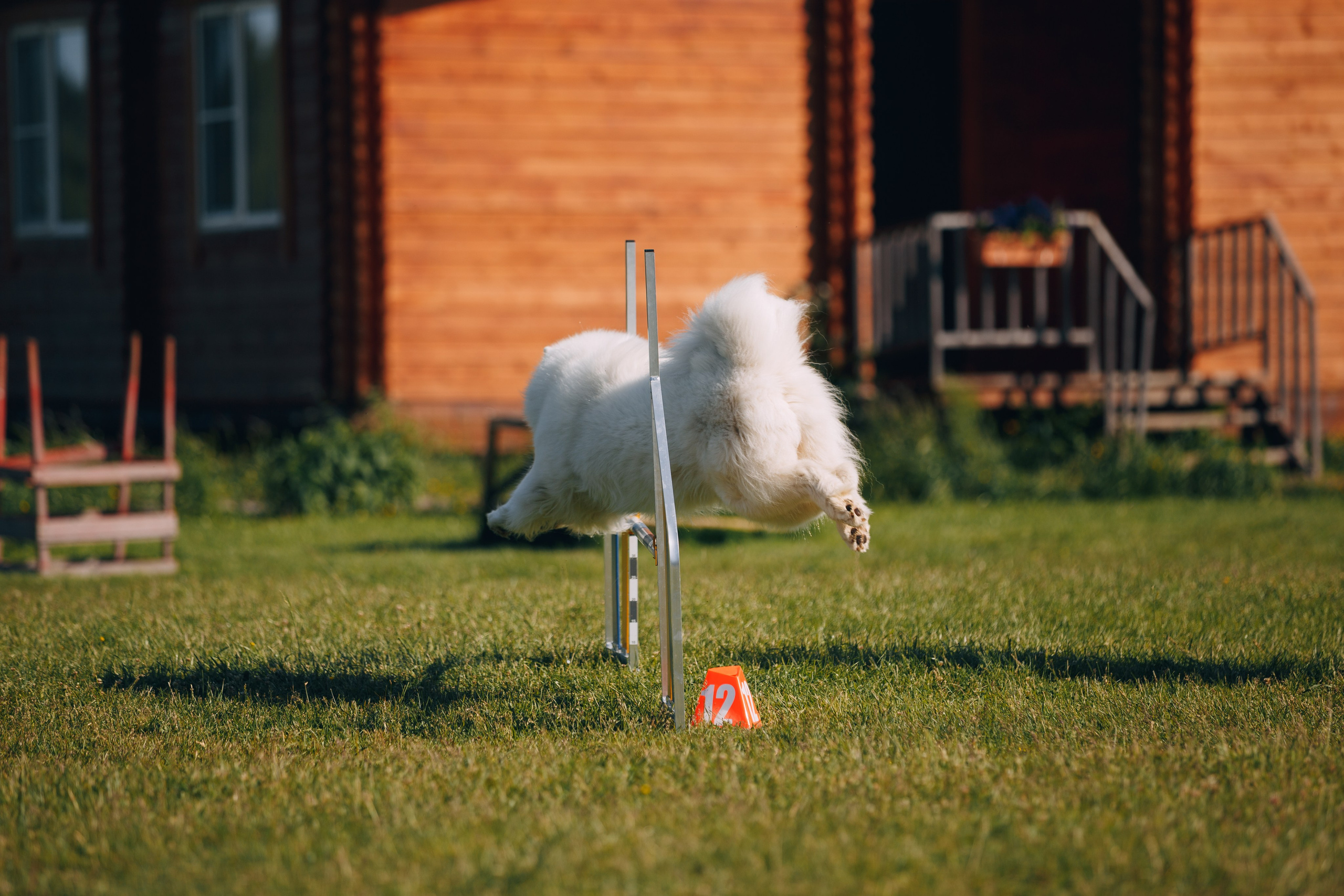 Кинологический лагерь в Горыныче. Фотограф анималист Кристина Карпова, Москва
