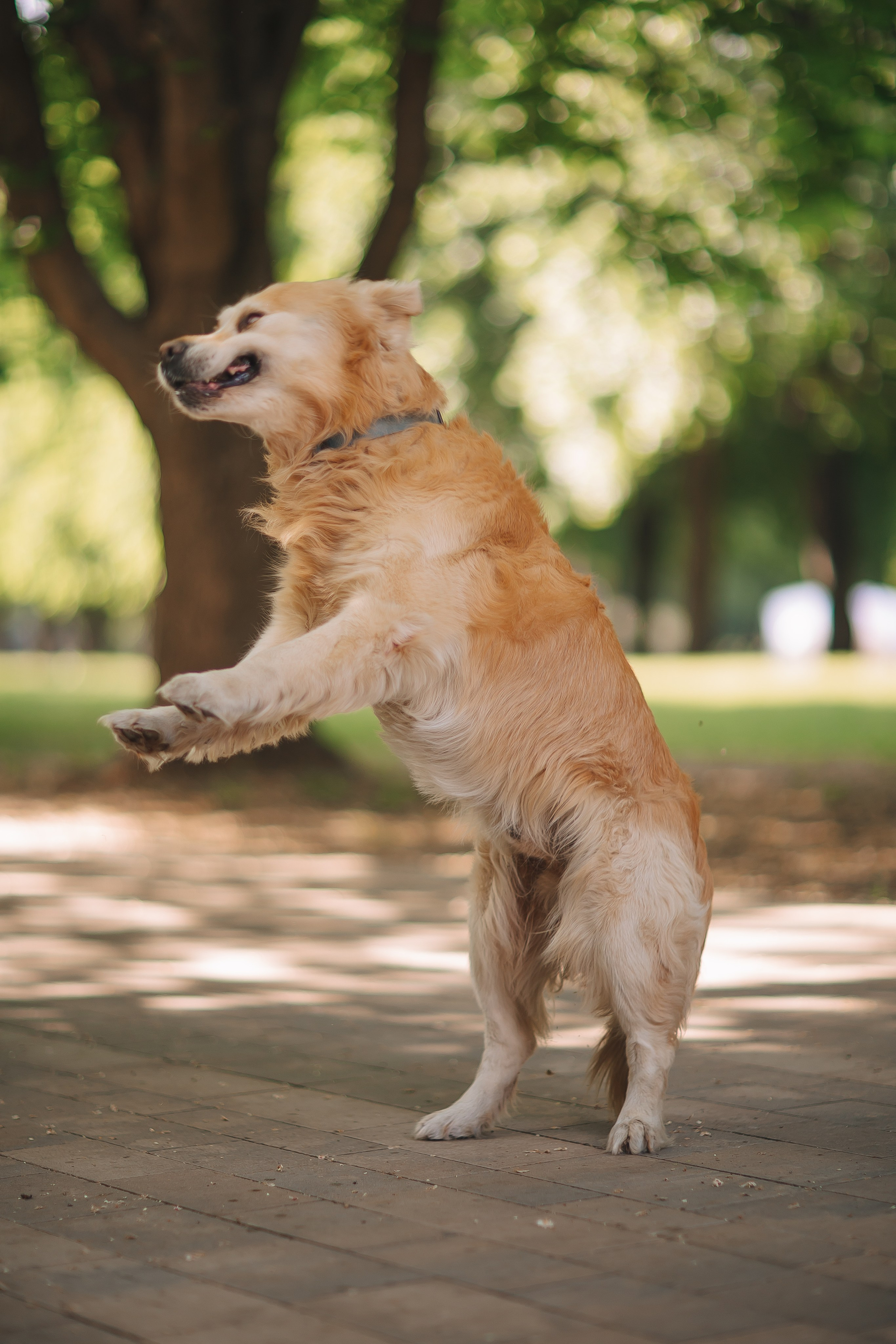 Золотистый ретривер Кант, Калининград. Свадебный и женский фотограф