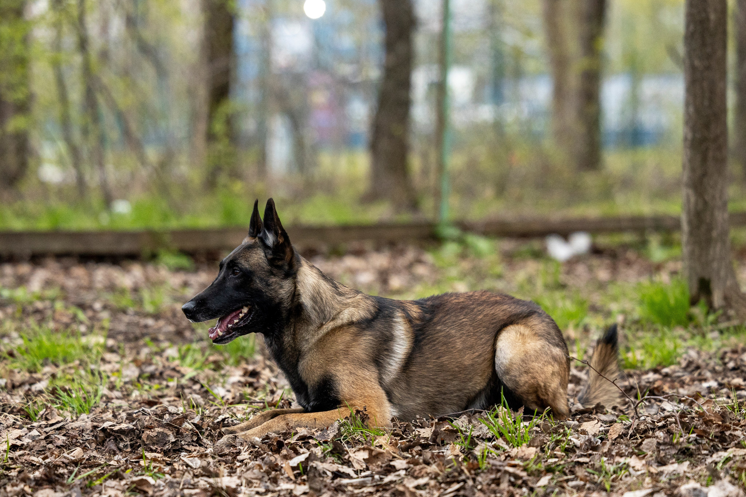 Квалификационные состязания по мондьорингу г. Вологда 11.05.24. Фотограф-анималист Анна Маринич
