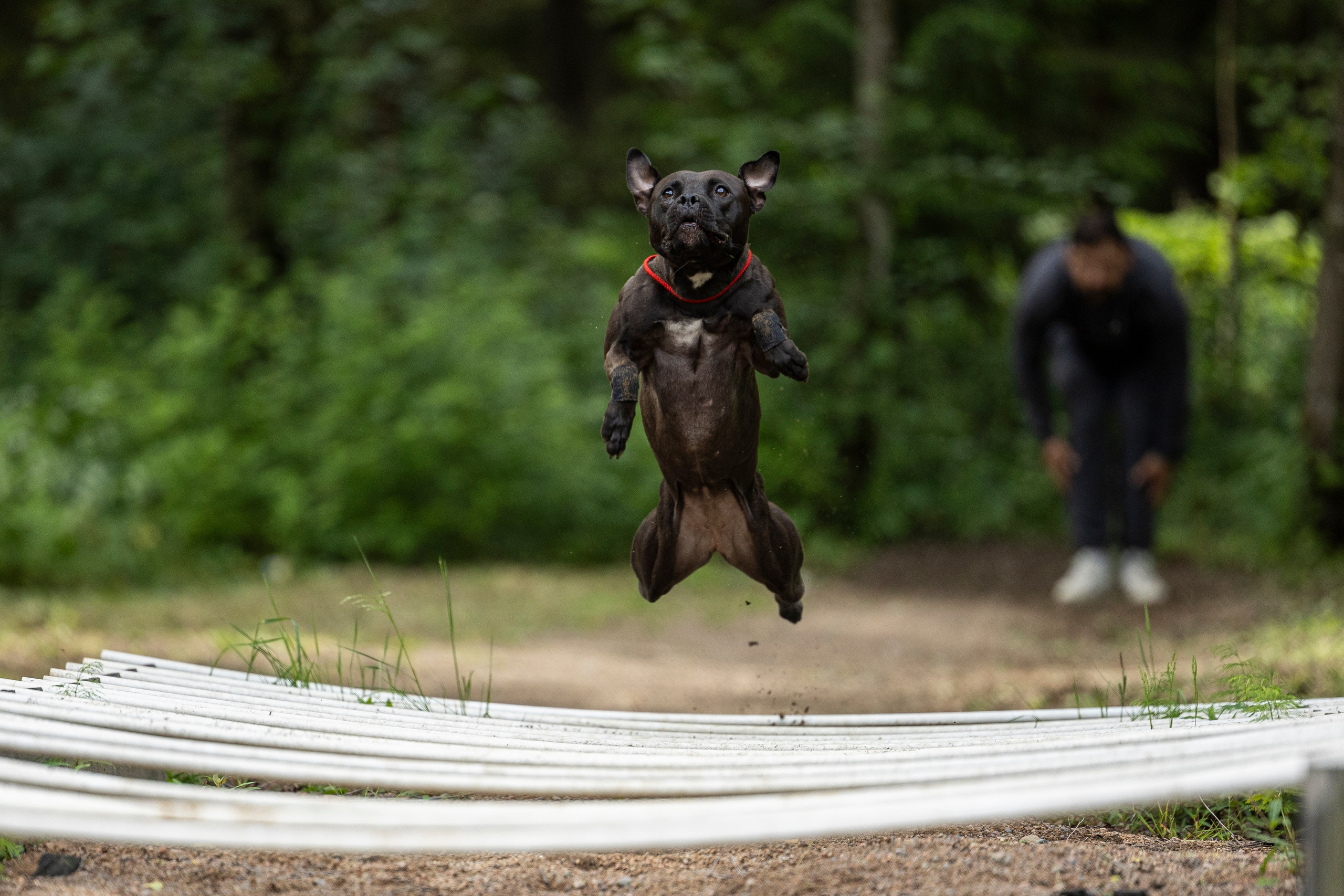 Пит-стафф многоборье. Фотограф-анималист Анна Маринич