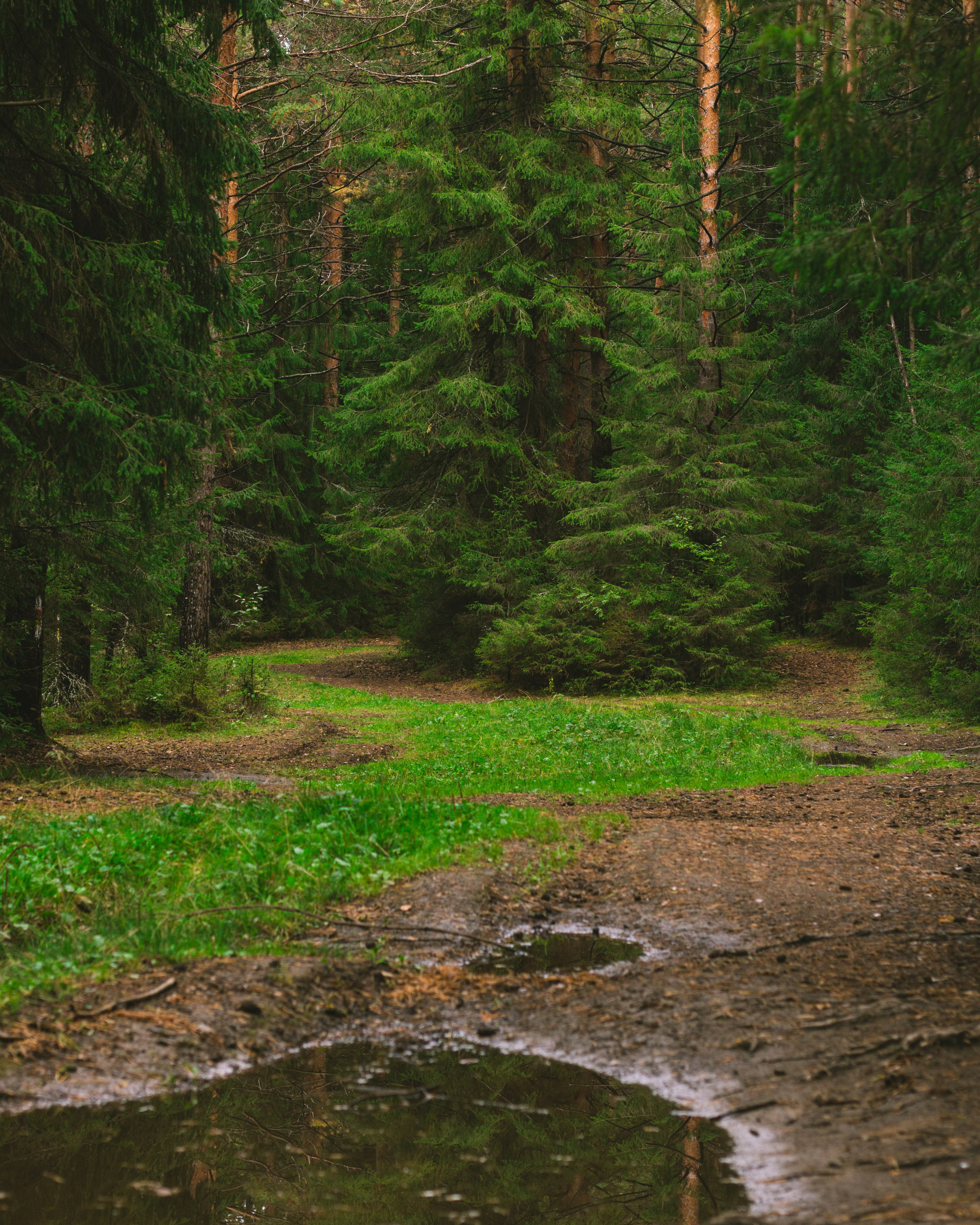 Александр и лес. Фотограф из Первоуральска Роман Заиченко