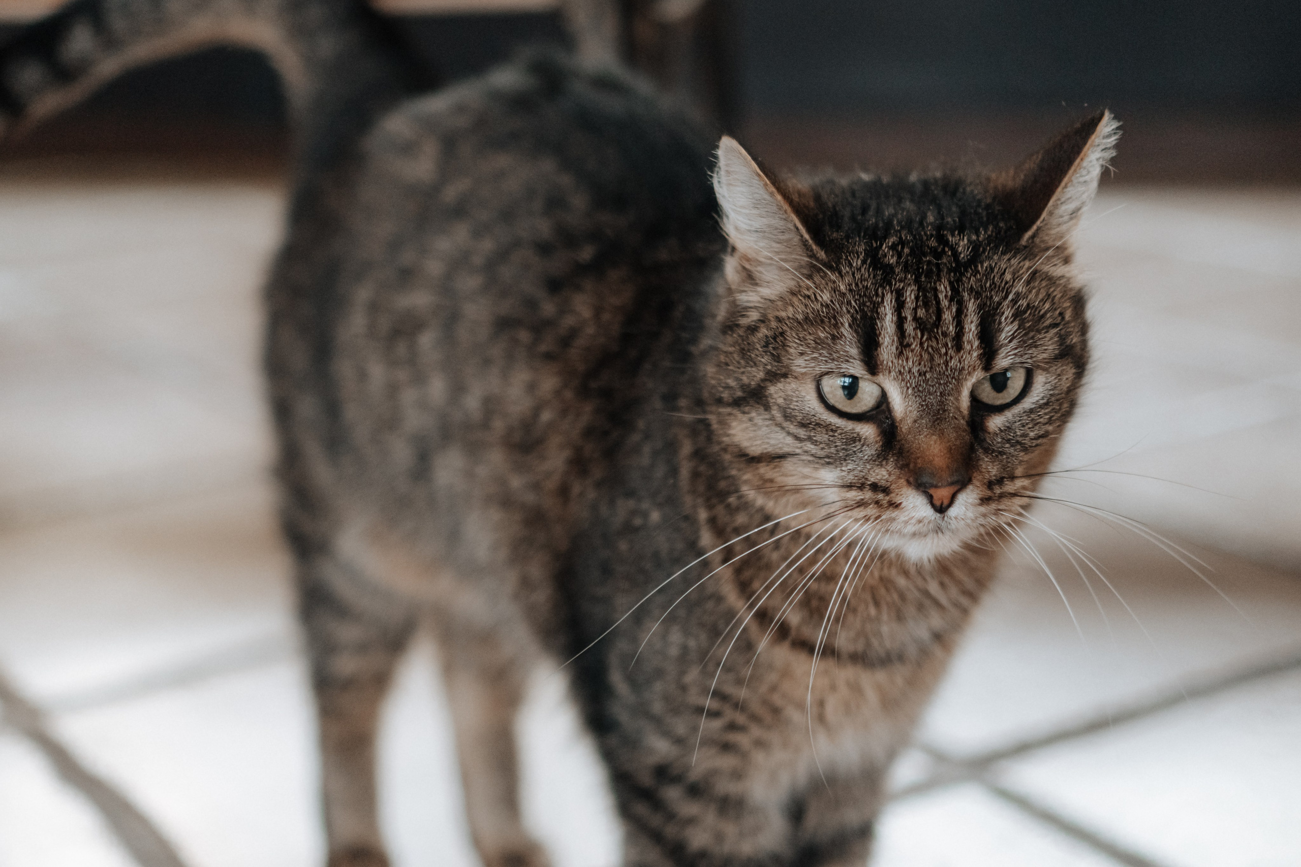 Евгения. Конный клуб. Портретный фотограф в Санкт-Петербурге Дмитриева Наталия