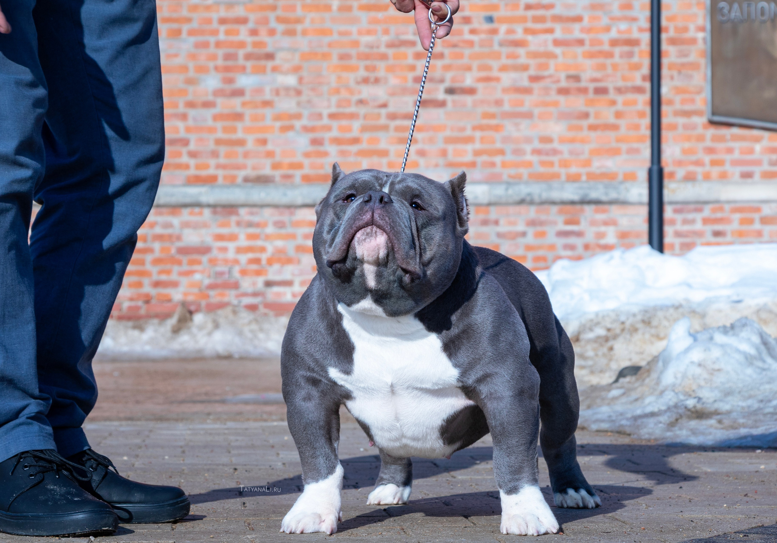 Американский булли. Фотограф — анималист Татьяна Ли