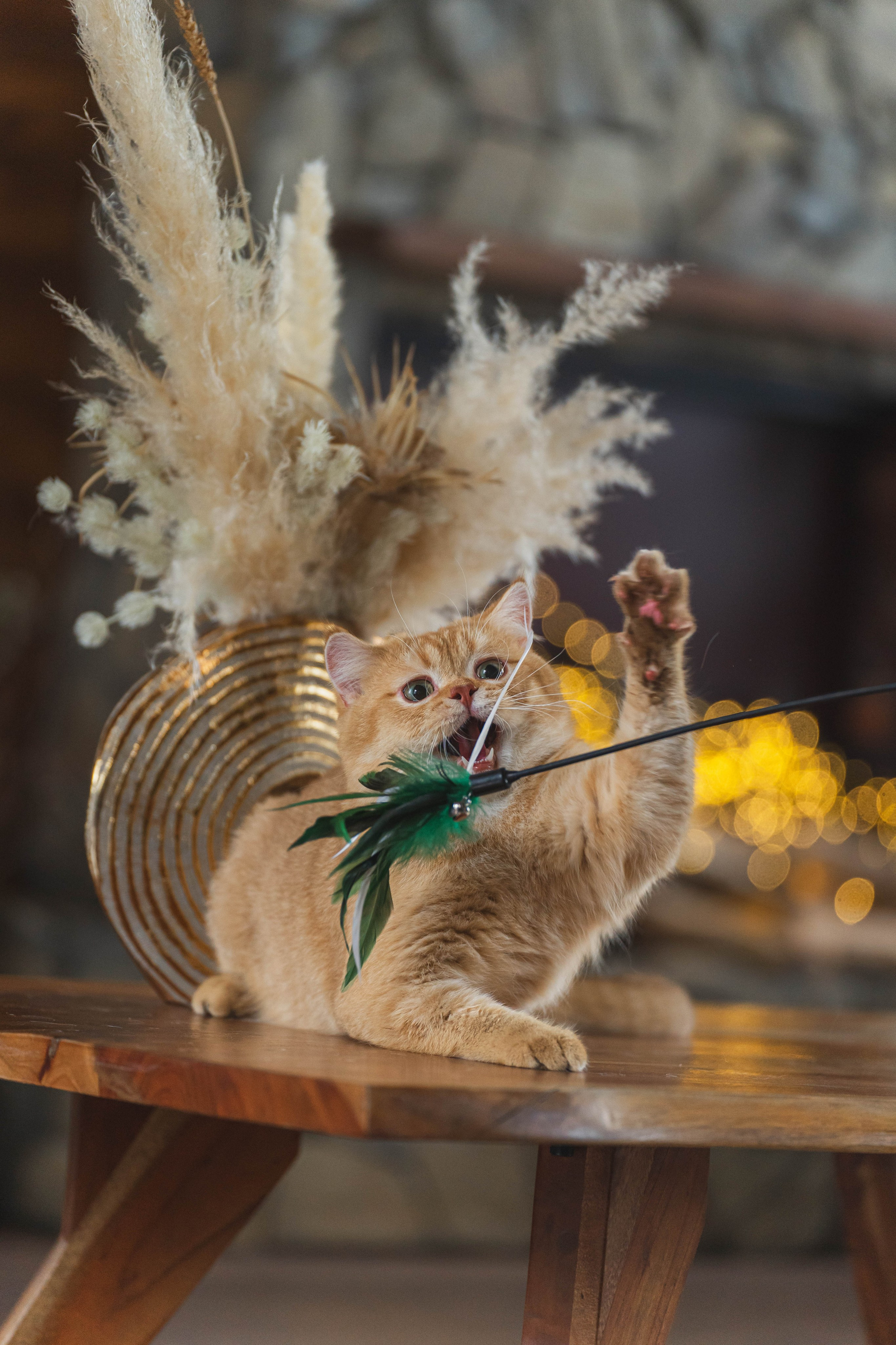 Питомник Шотландских кошек. Фотограф в Москве Ленарская Дарья