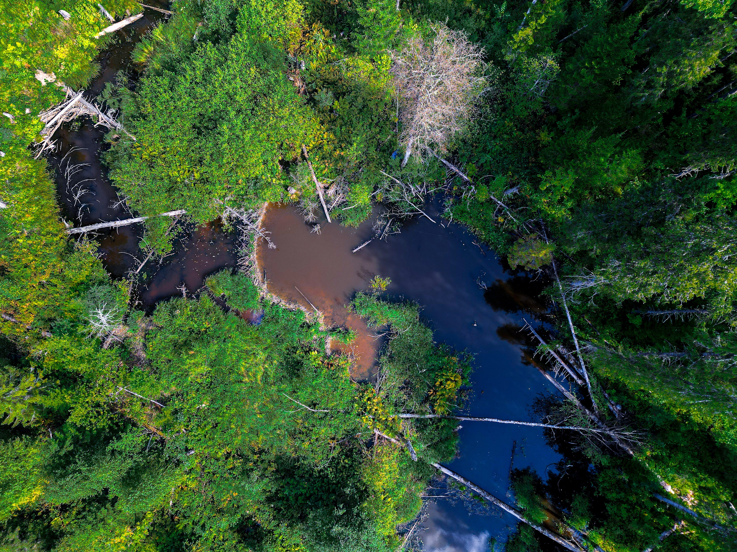 Бобровая плотина на реке Сенюк. республика Коми, нацпарк "Койгородский".