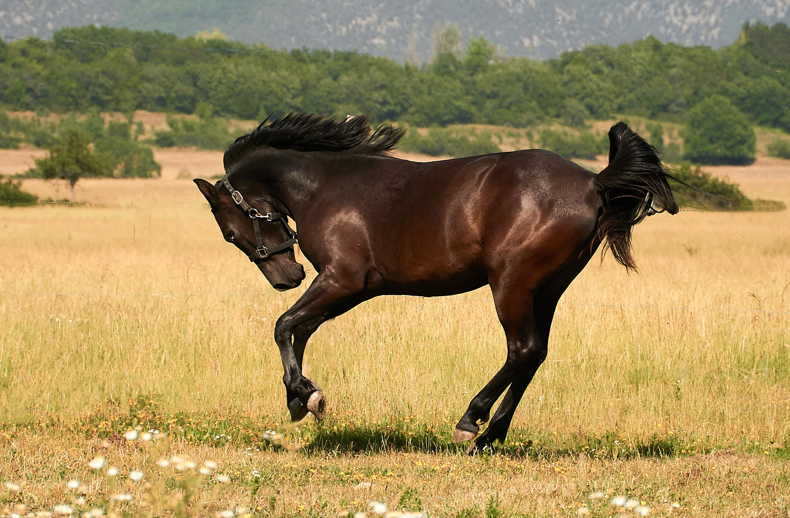 Изя. Фотограф в Севастополе
