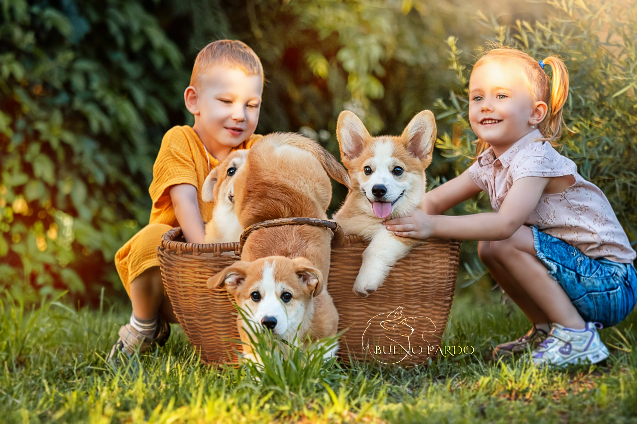 Щенки вельш корги пемброк из питомника. Питомник собак Акита, Хаски, Корги