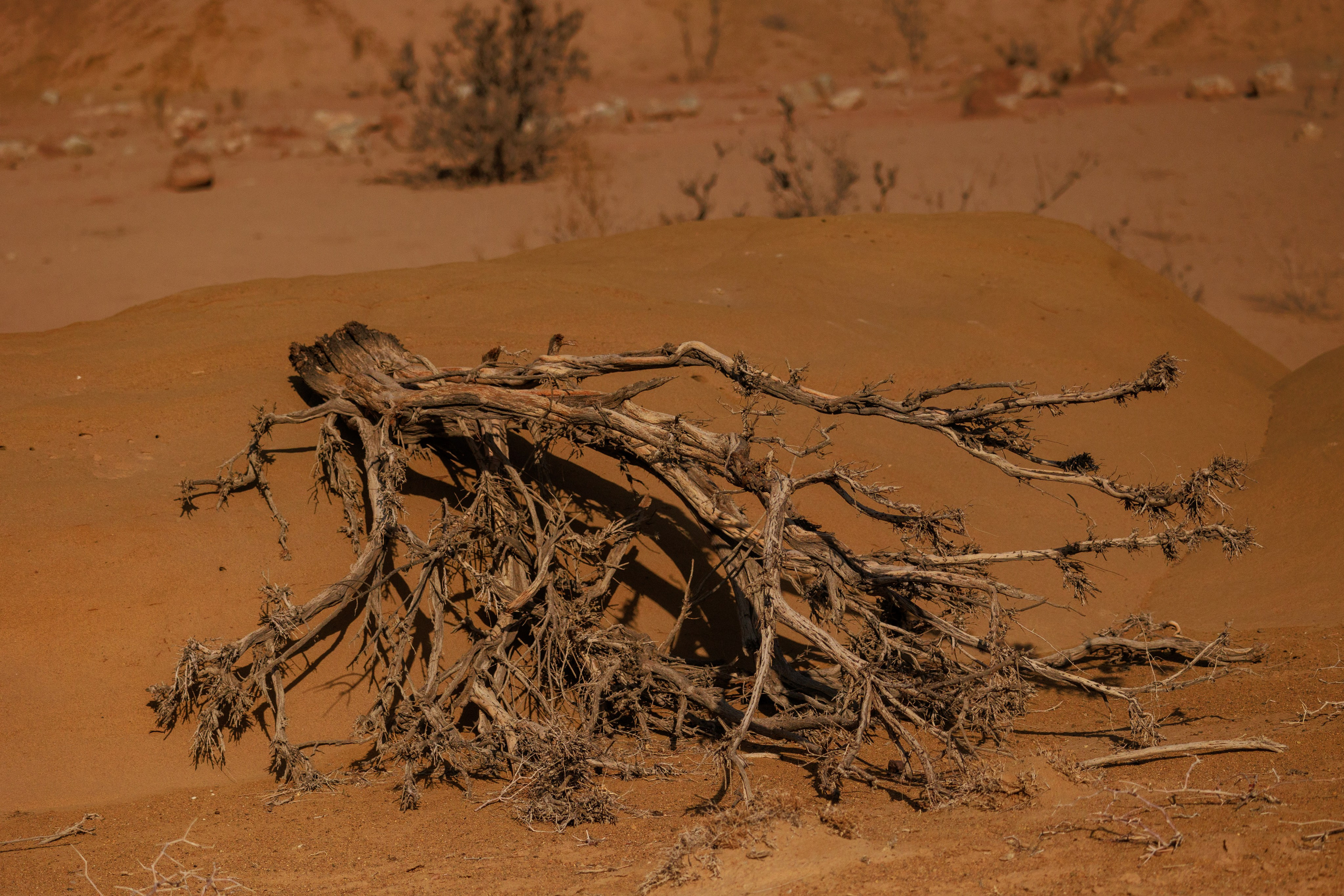 Алтын Эмель горы Актау. Фотограф Мальнева Юлия в Липецке, в Москве. Фотостудия MARU в Липецке