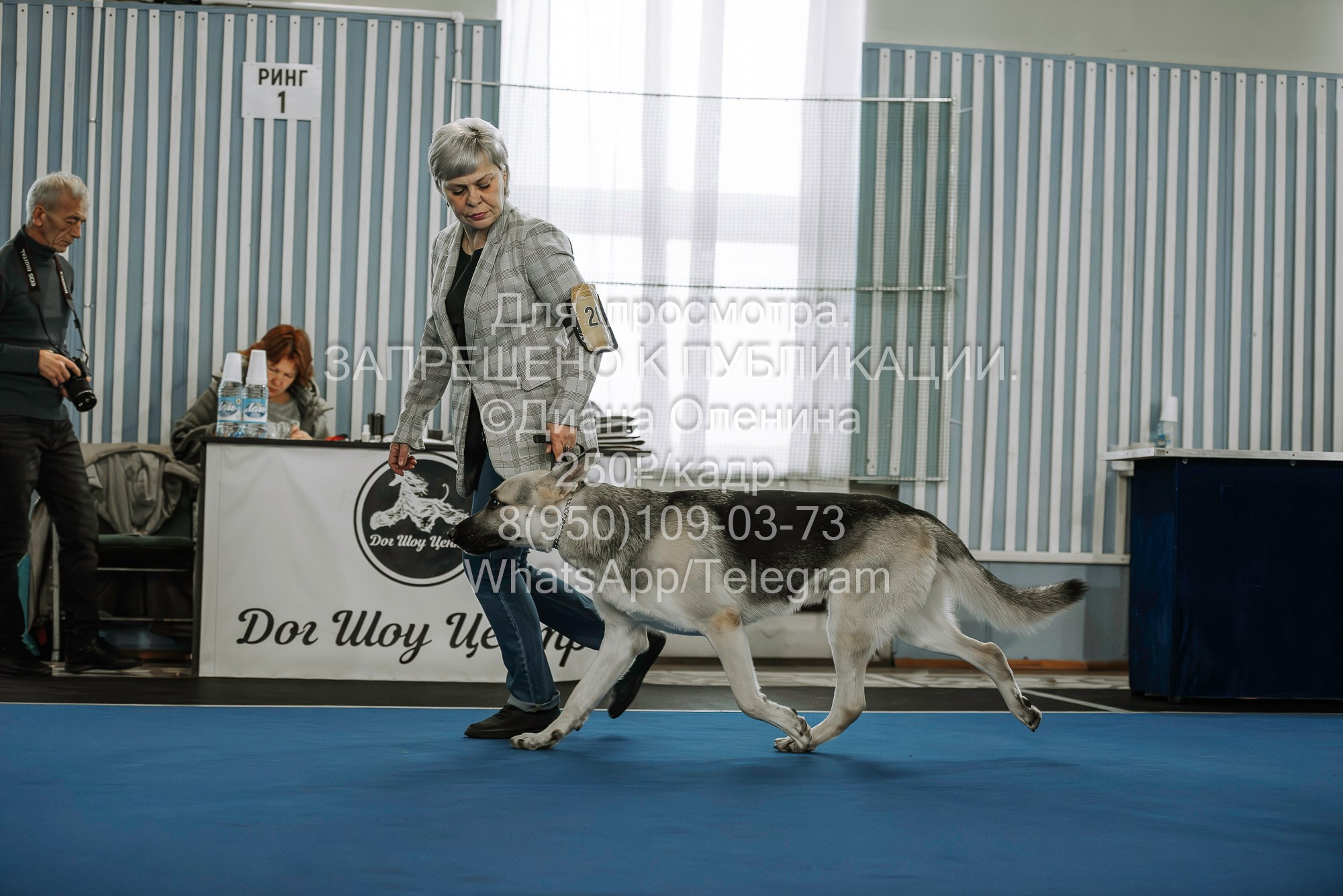 Выставка собак Красноярск 29.10.2023. Фотограф Диана Оленина Красноярск / Братск