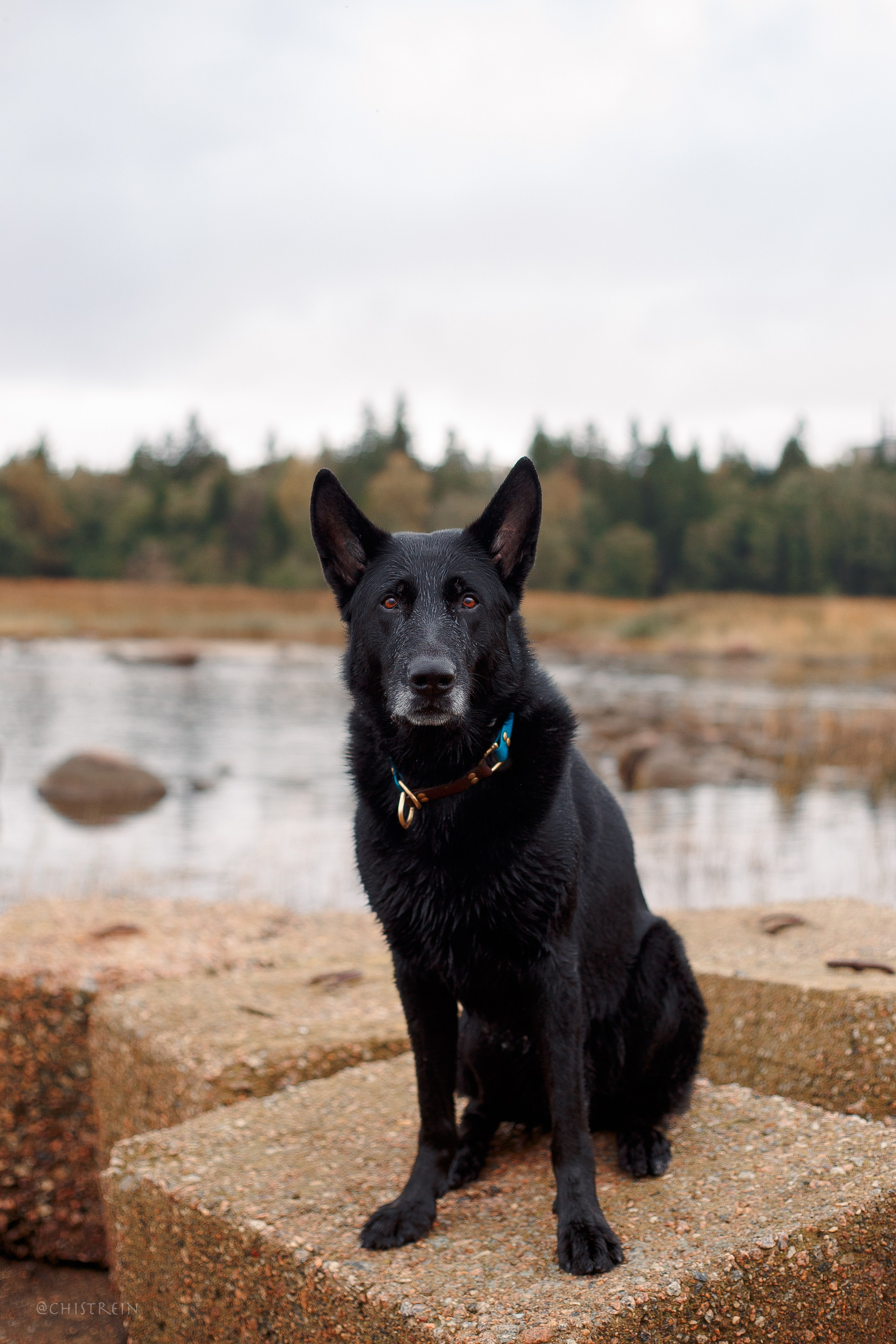Дальний пирс. Фотограф-анималист Наталия Чистюхина в г. Сосновый Бор и ЛО