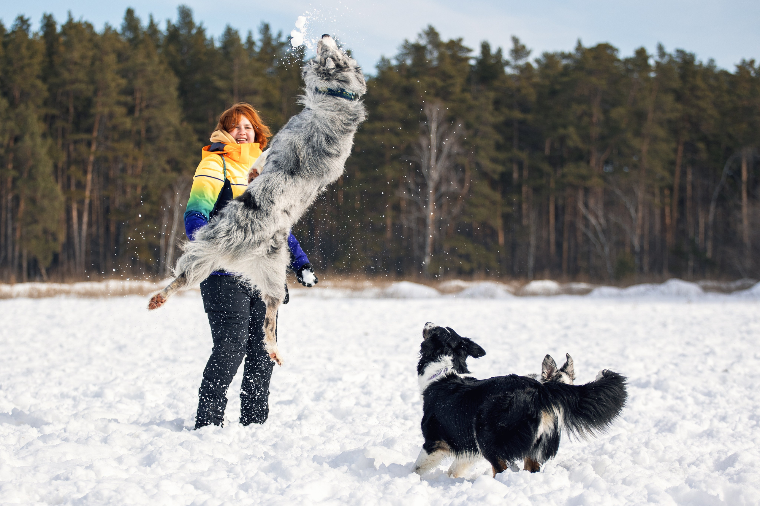 В погоне за снежком…. YULA KOLESOVA | Фотограф — Анималист | Художник | Тюмень