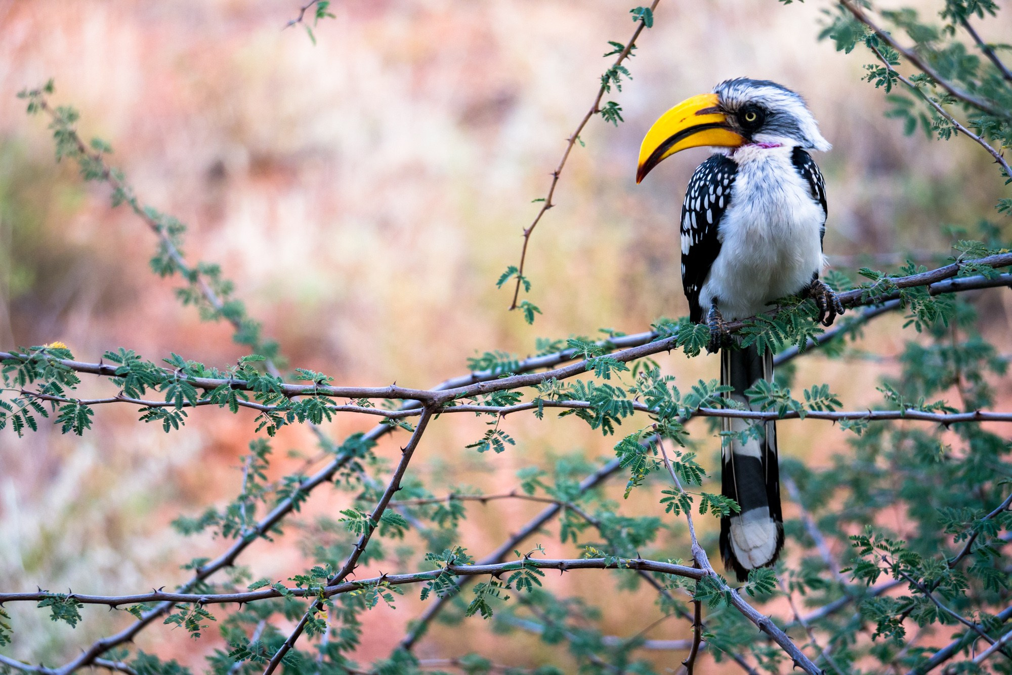Африка. Кения. Фотосъёмка животных в африканской саванне. Фотограф Алексей Скоробогатько