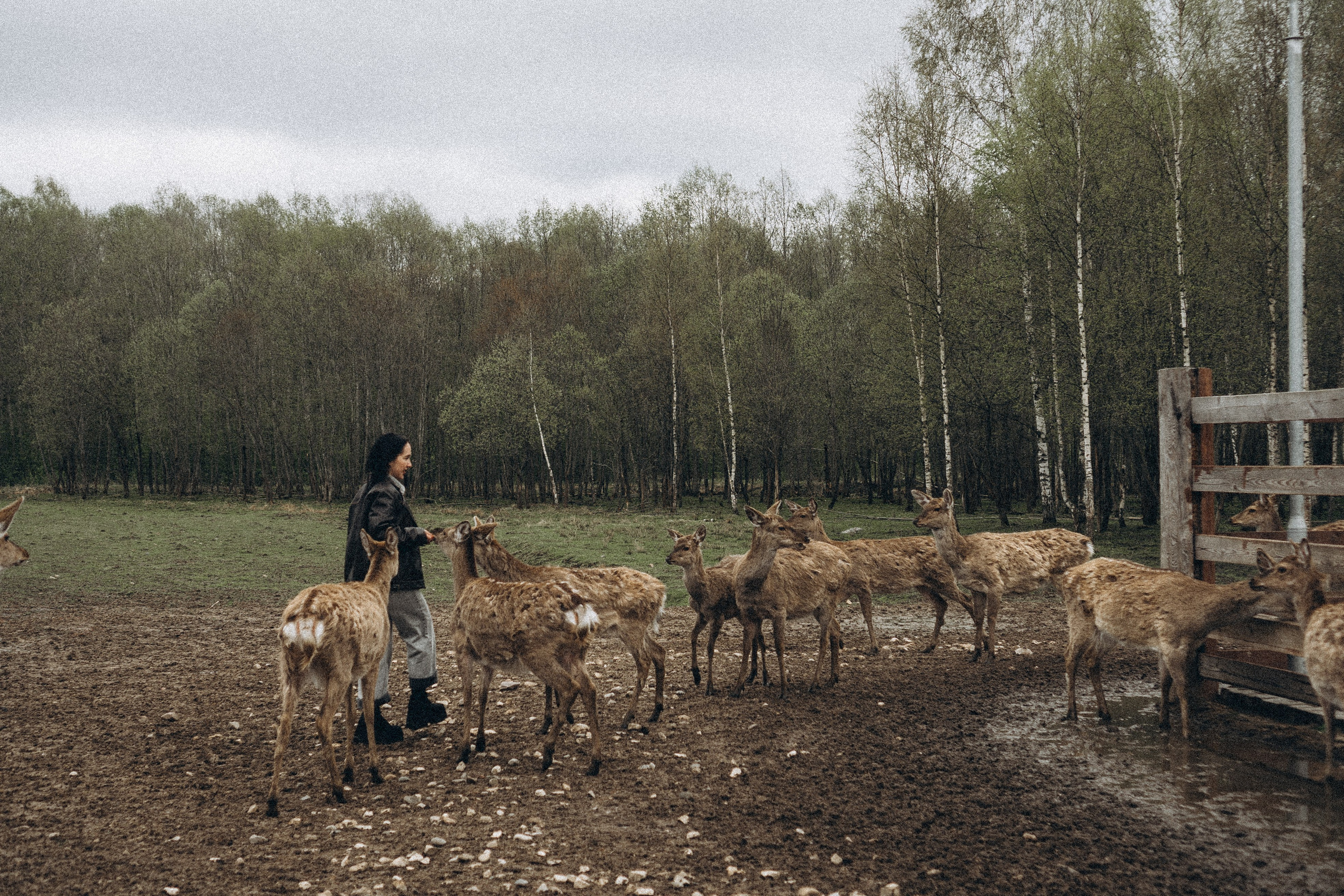 ОЛЕНЬЯ ФЕРМА В ТВЕРИ. Профессиональный фотограф, Санкт-Петербург — Виктория Богомолова