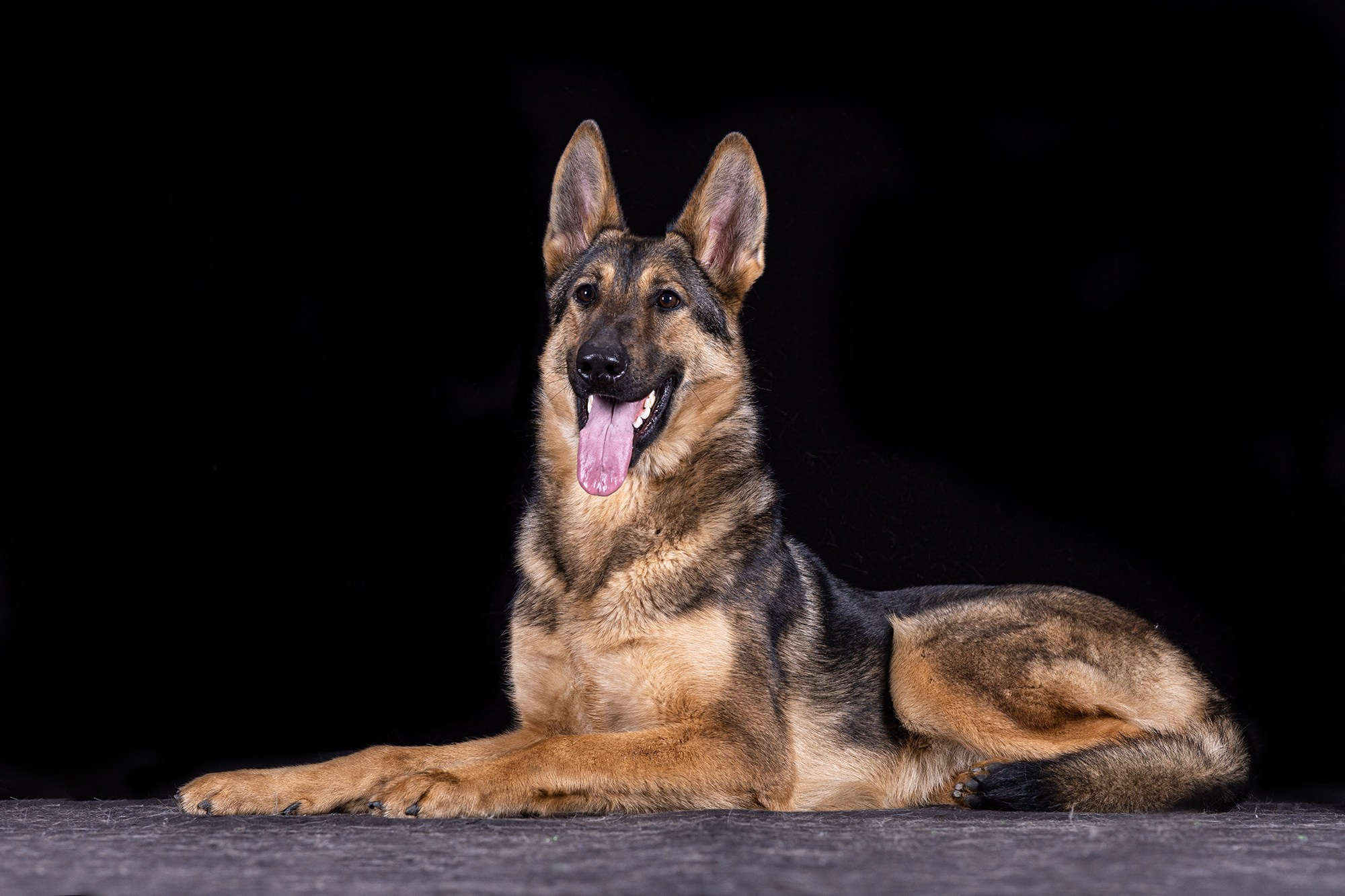 НА ЧЕРНОМ. Борис Артамонов фотограф — анималист. Москва