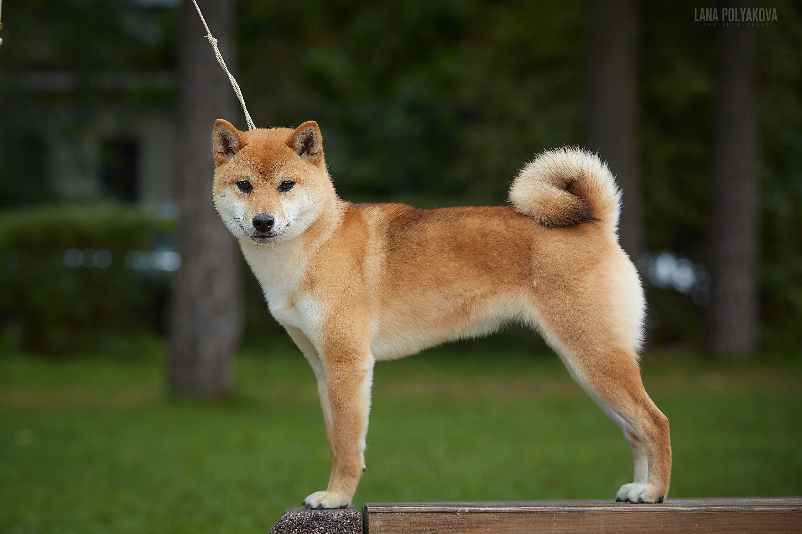 Сиба сиба-ину сибаину в Санкт-Петербурге
