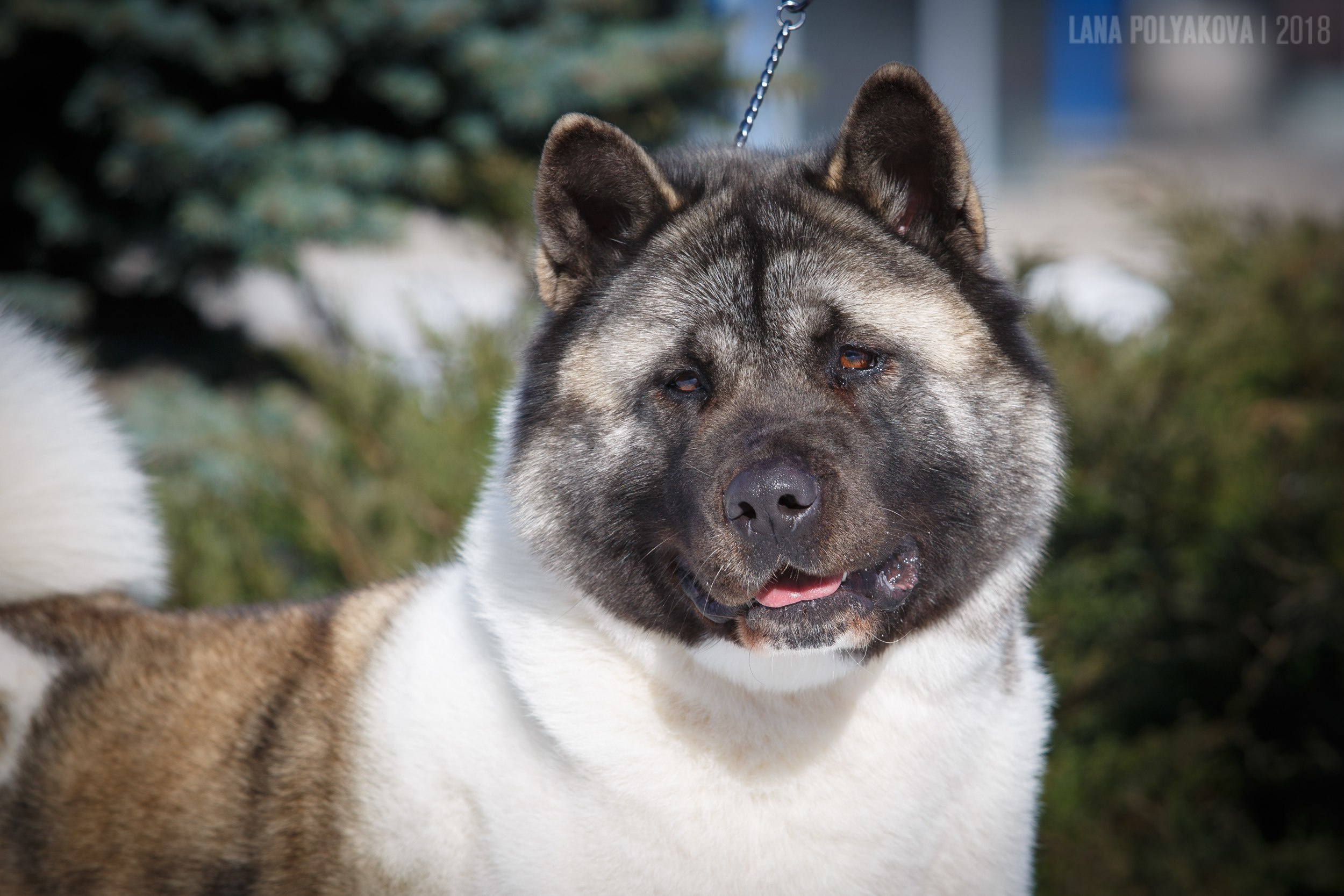Лара * DANCING QUEEN, Американская акита Санкт-Петербург, питомник RUBYLIGHT
