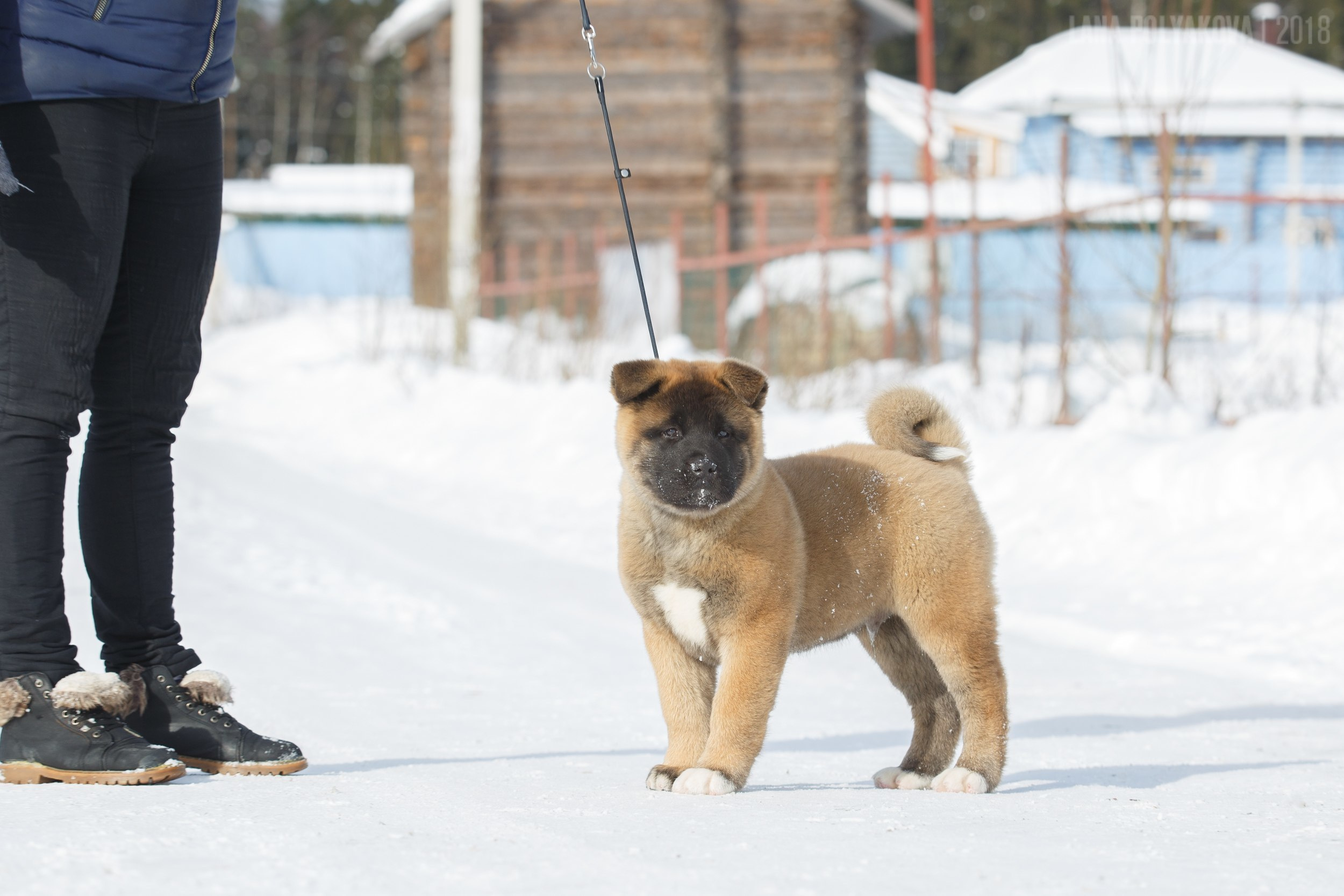 Щенки американской акиты