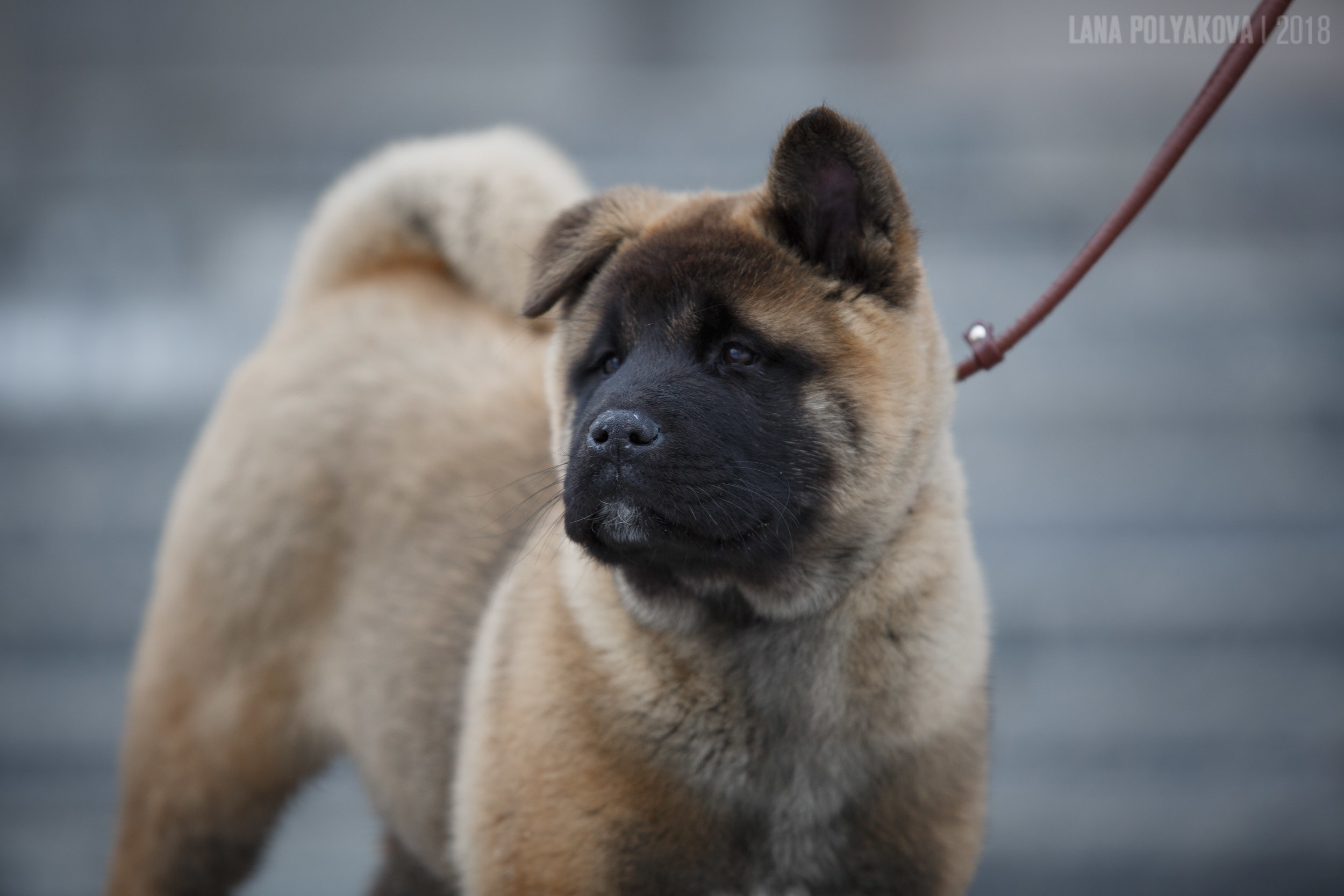 Щенки американской акиты