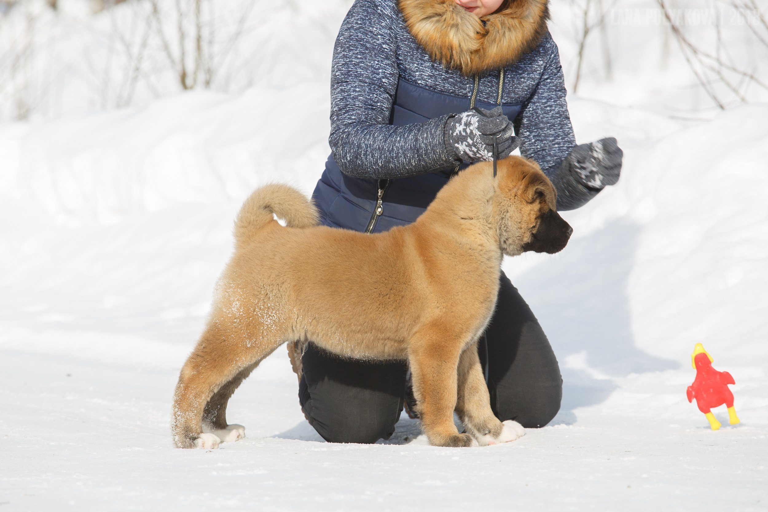 Щенки американской акиты