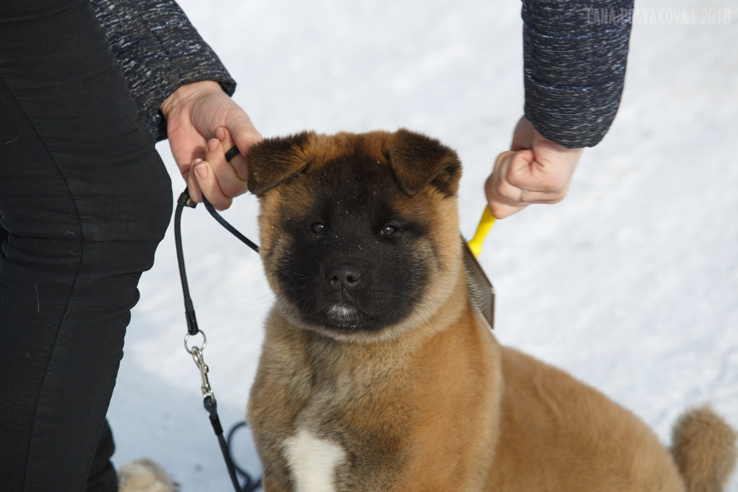 Щенки американской акиты