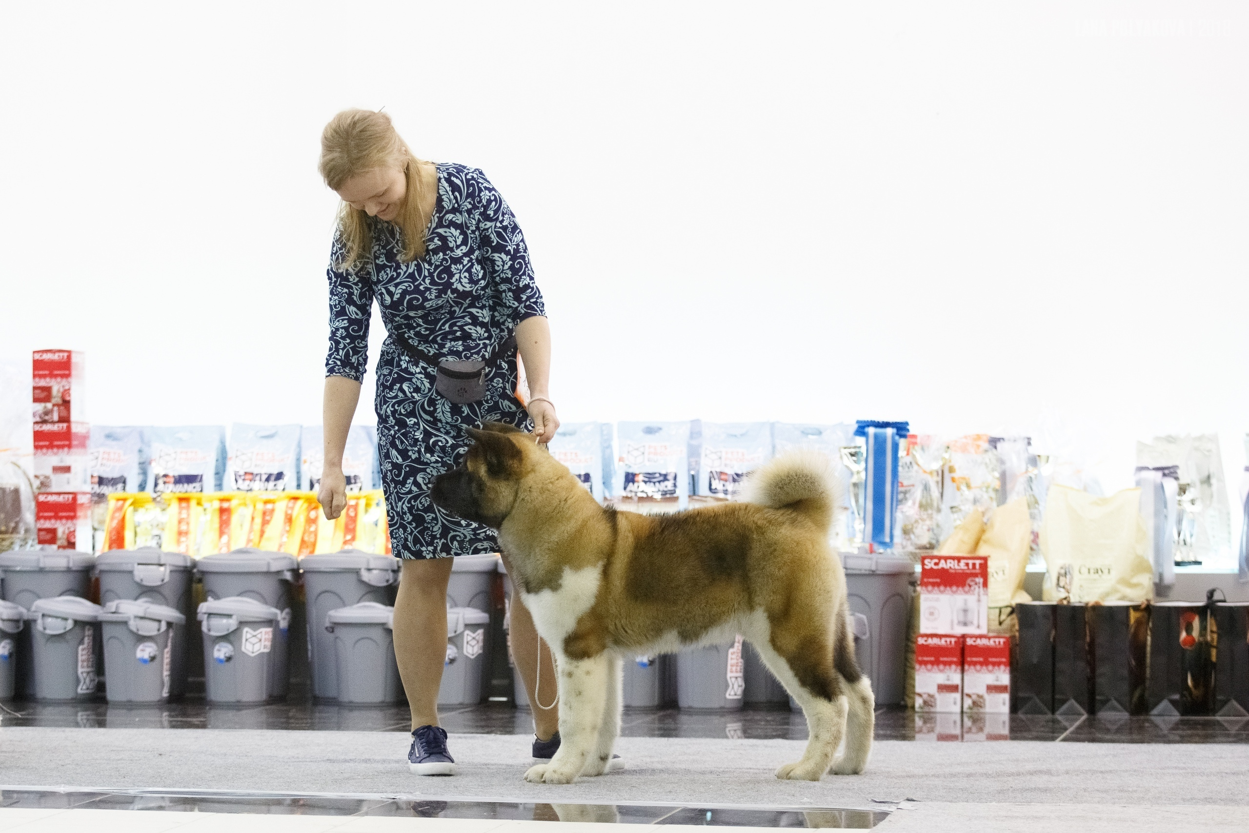 Американская акита Санкт-Петербург