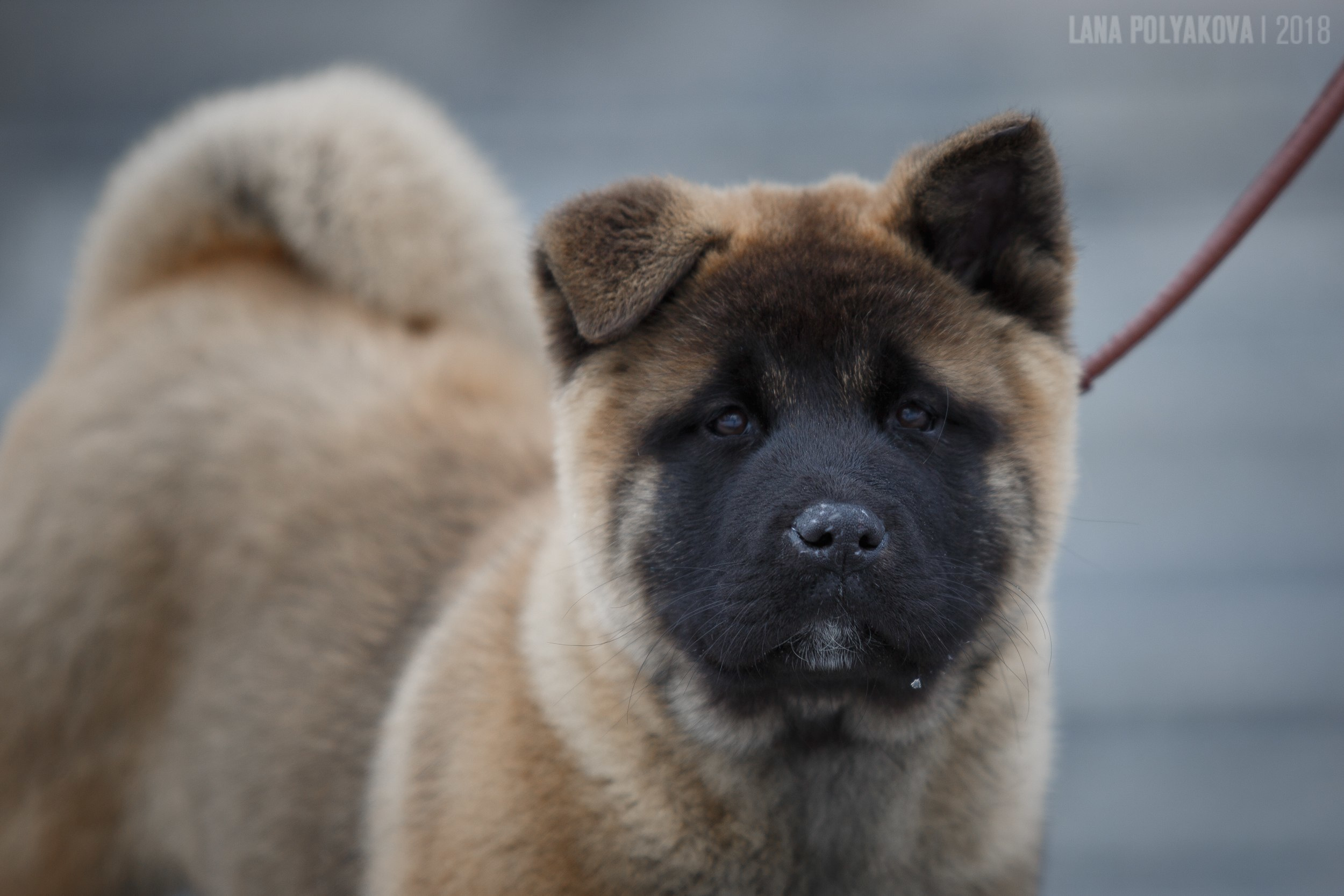 Щенки американской акиты