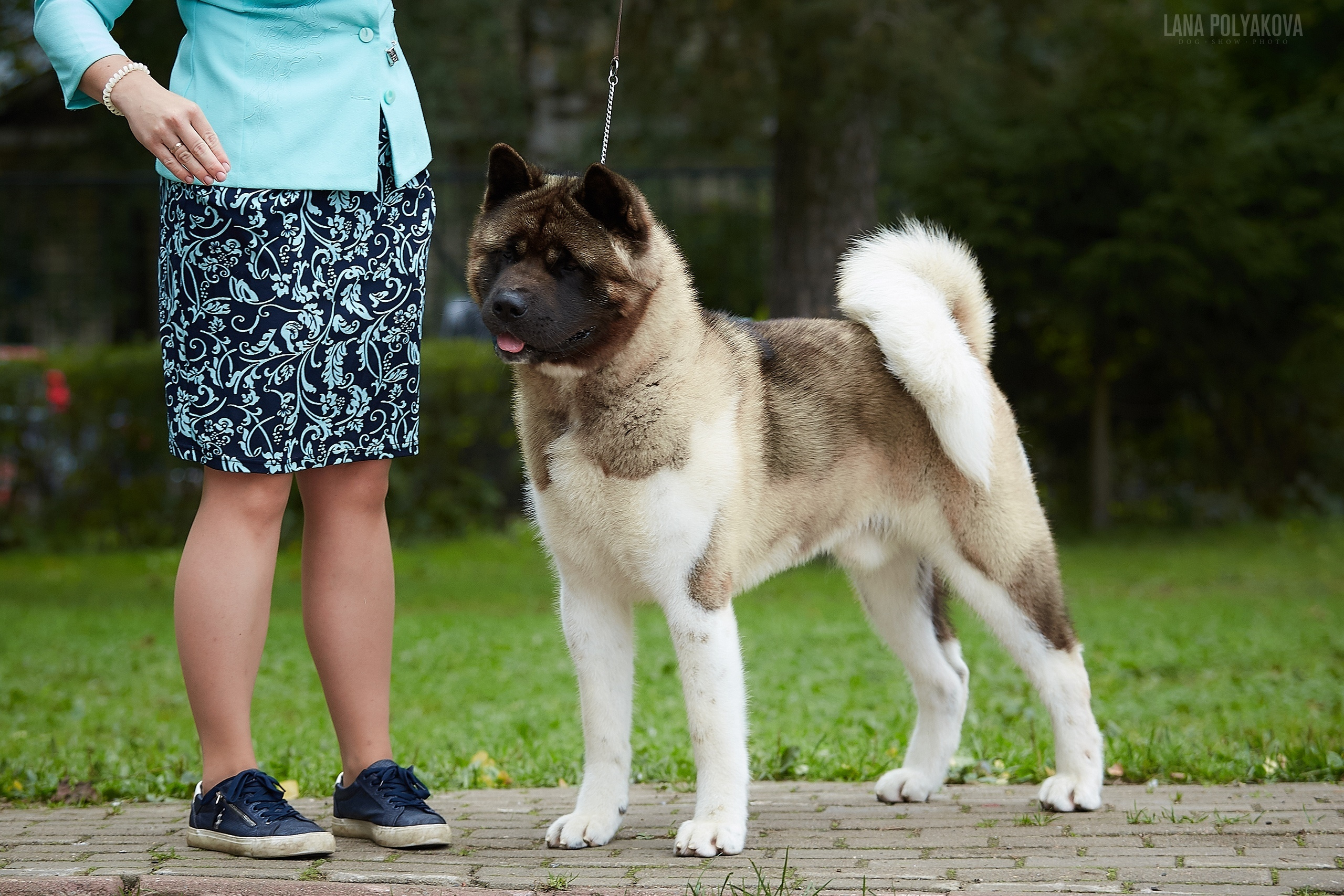 Американская акита Санкт-Петербург