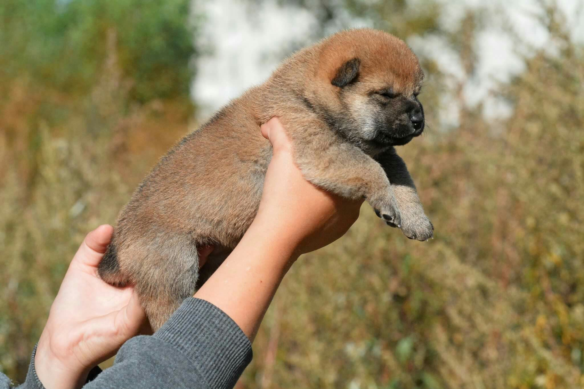 Сиба сиба-ину сибаину в Санкт-Петербурге
