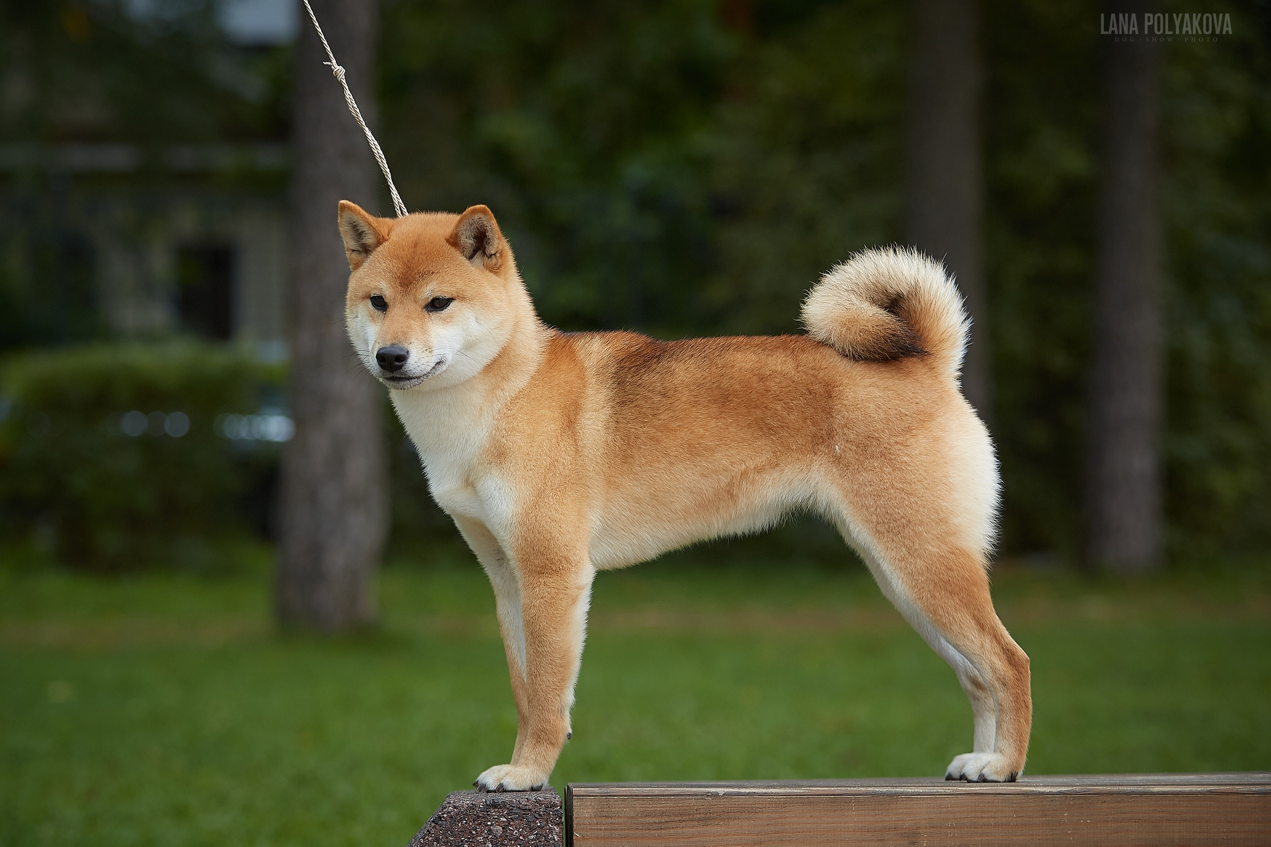 Сиба сиба-ину сибаину в Санкт-Петербурге
