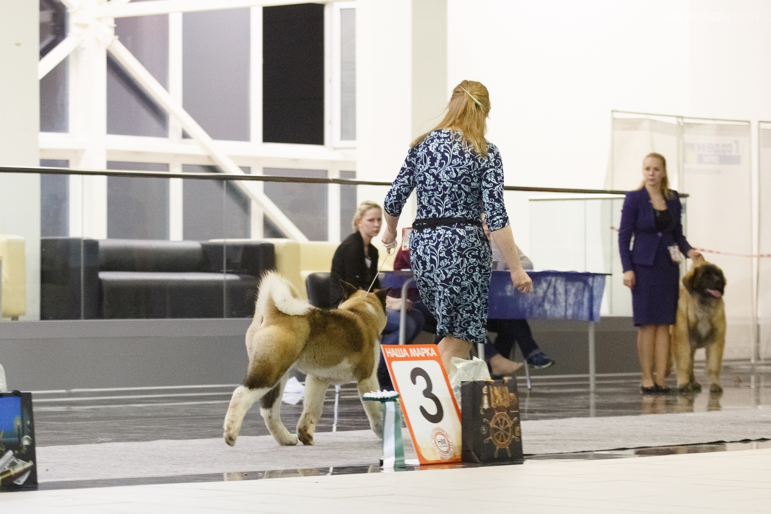 Американская акита Санкт-Петербург